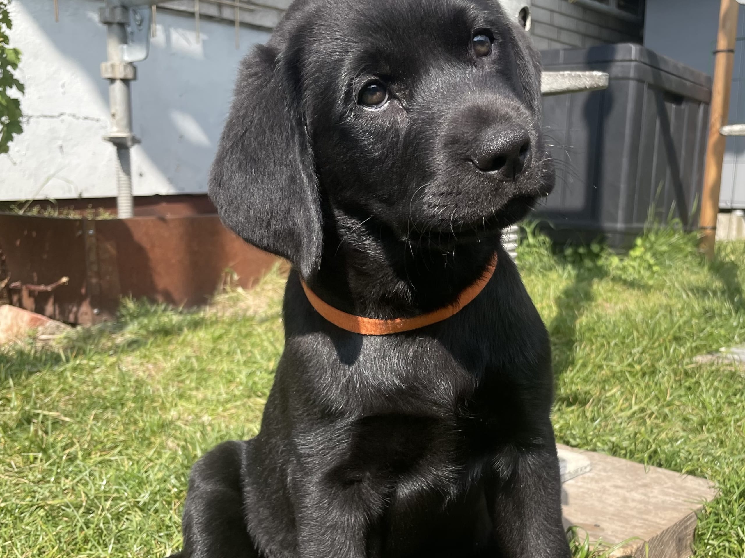 Labrador retriever