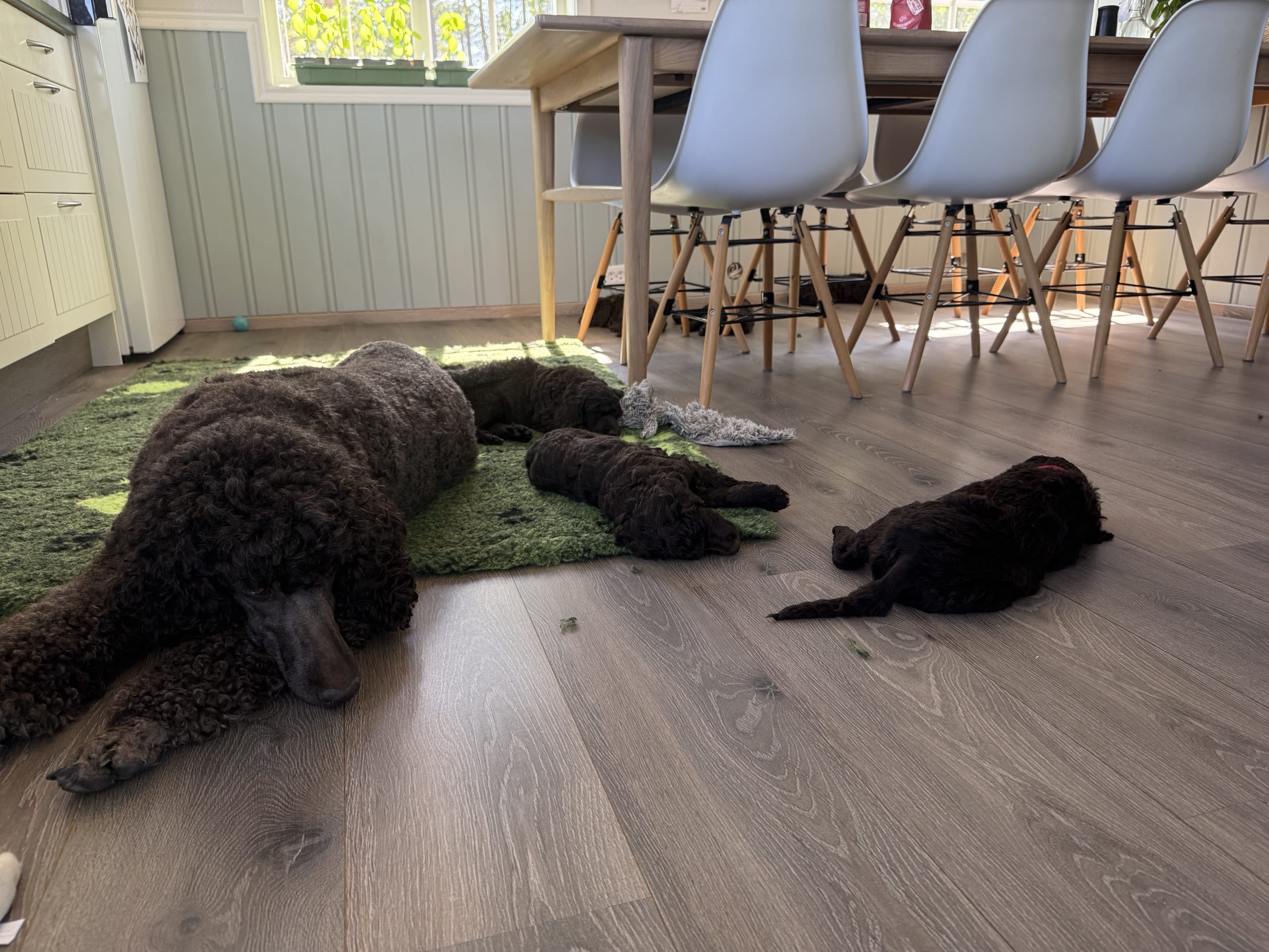 Stor puddel · Spillum · Almaluros kennel