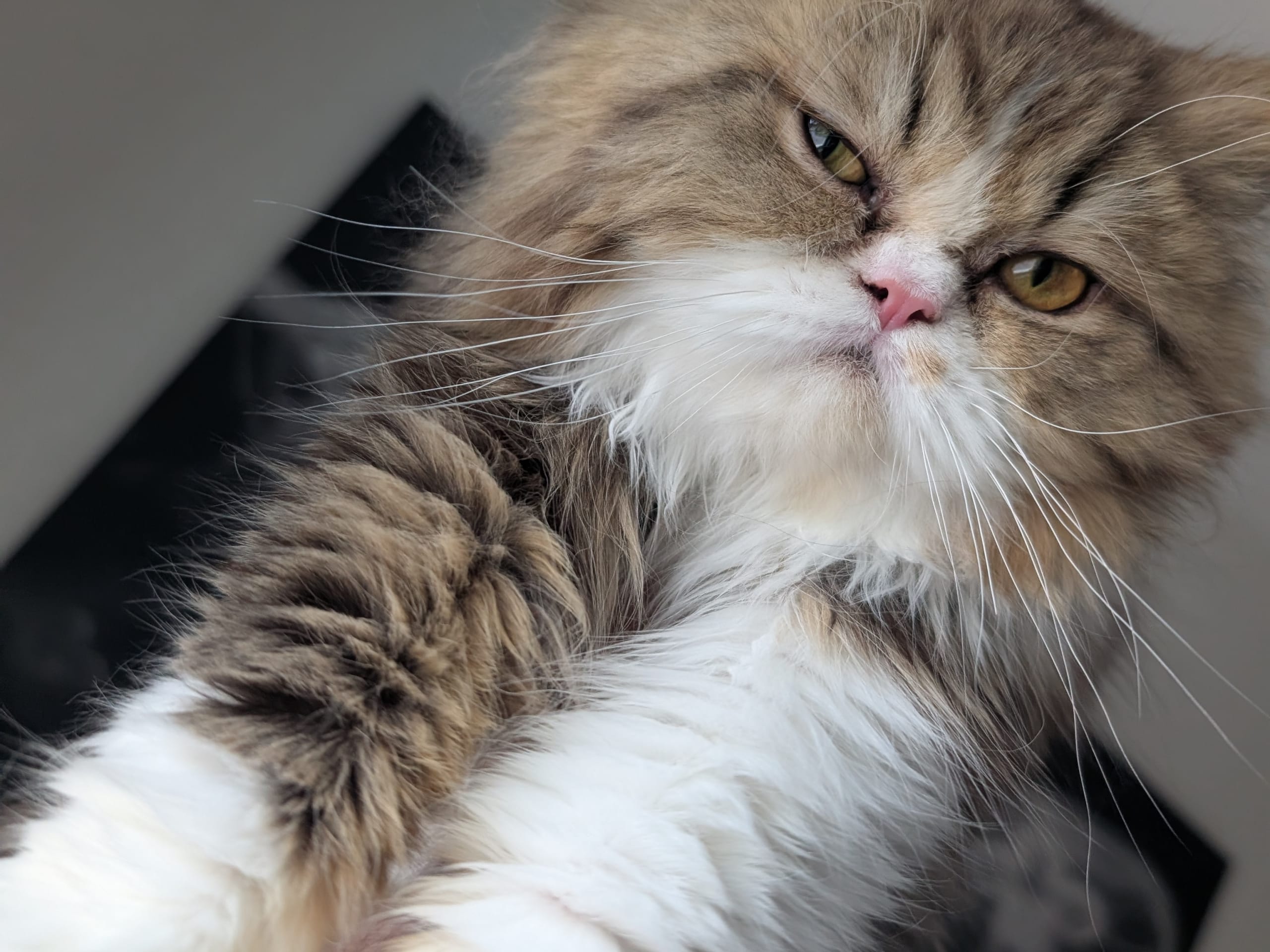 Persian