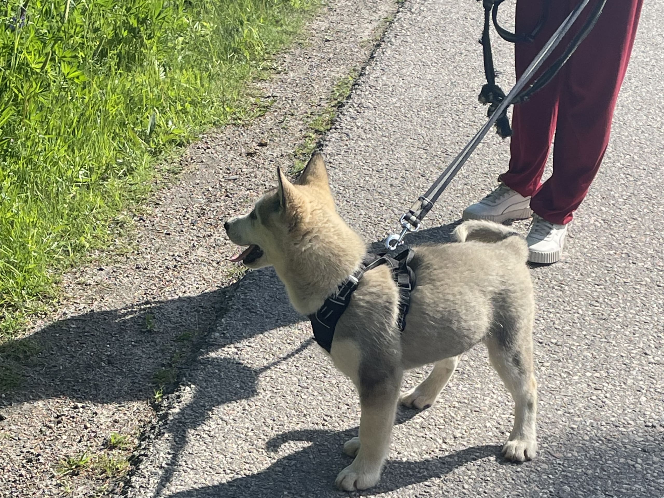 Alaskan malamute · Ankarsvik · Alaska malamute
