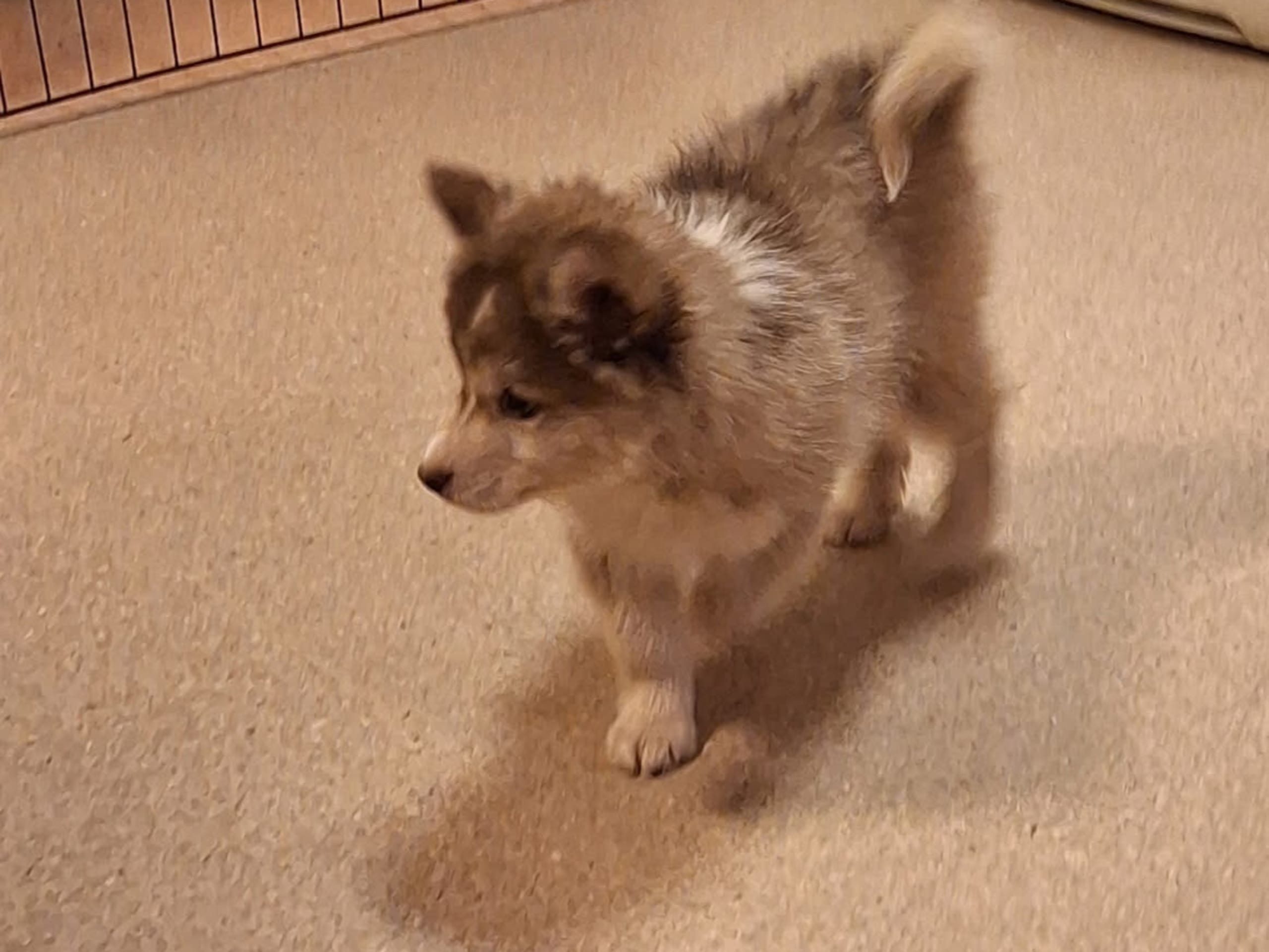 Finsk lapphund