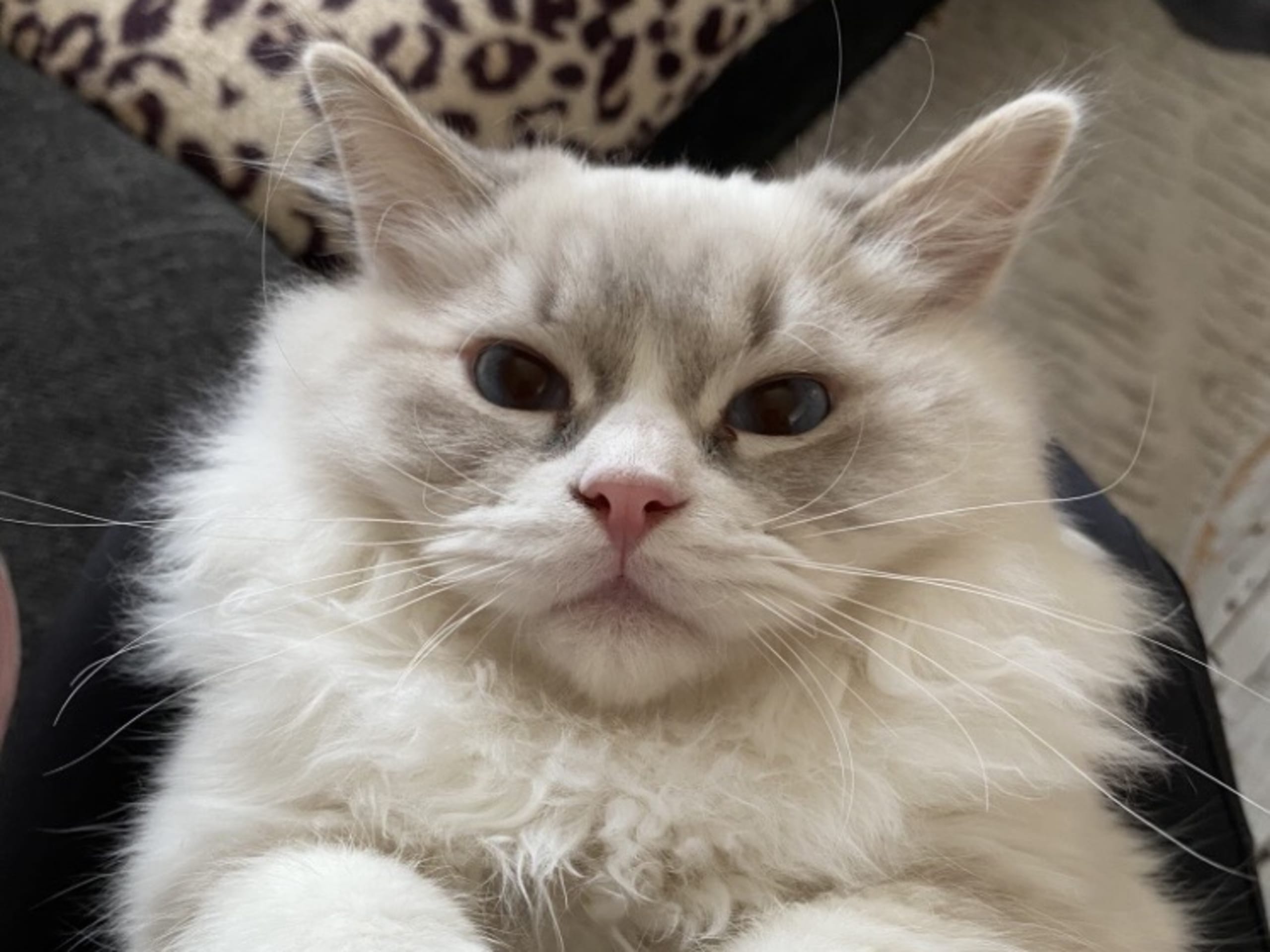 Ragdoll · Svalöv · SE*Lovella’s