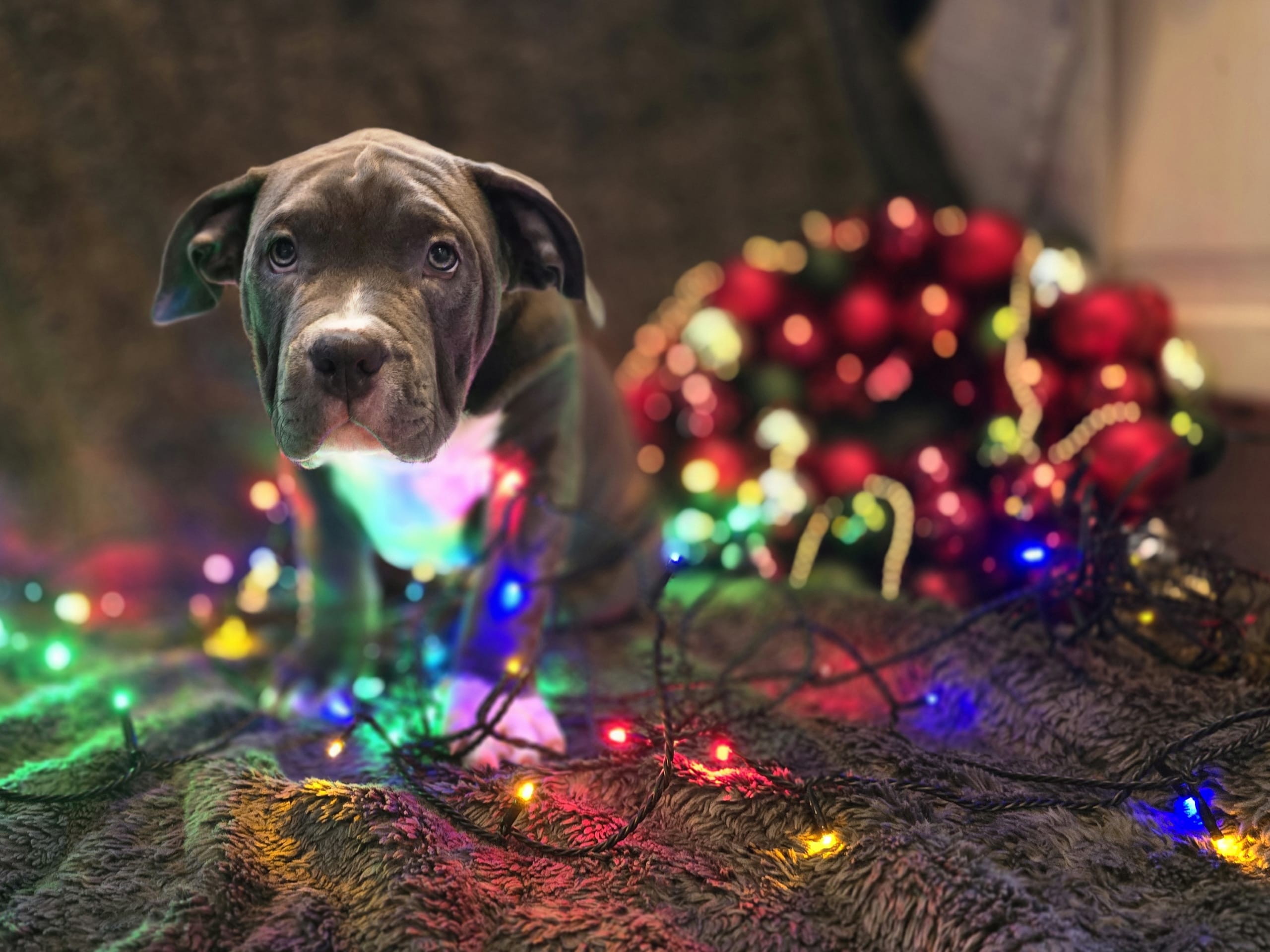American bully