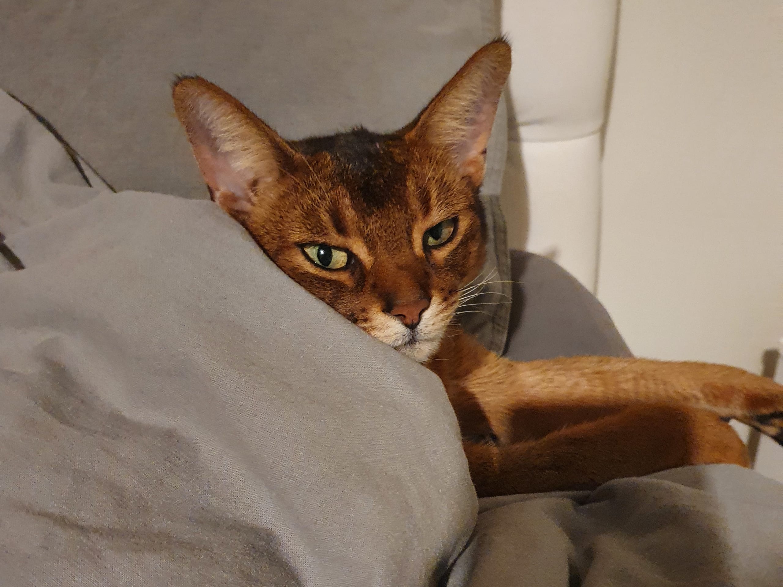 Abyssiner katt