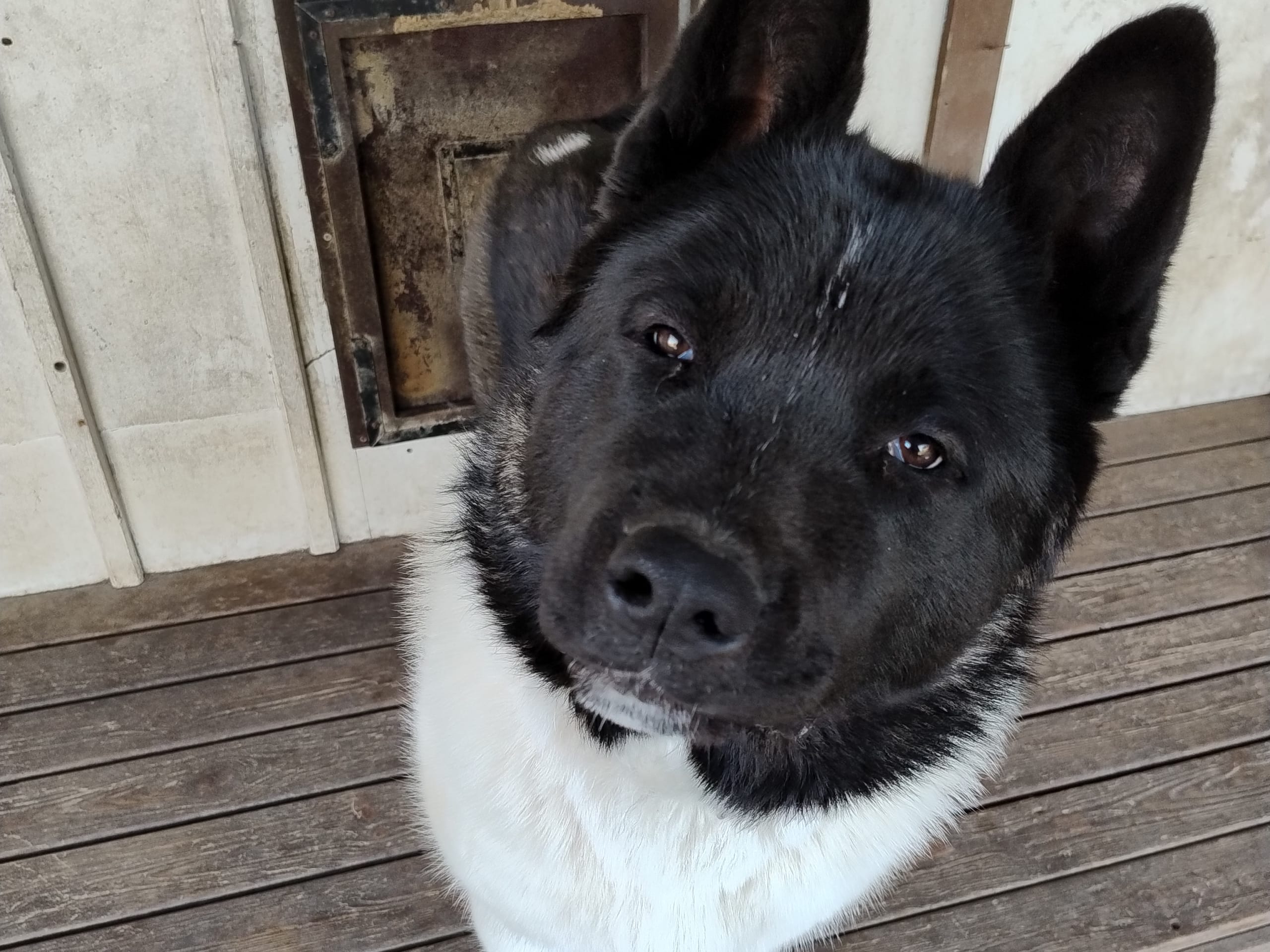 American akita
