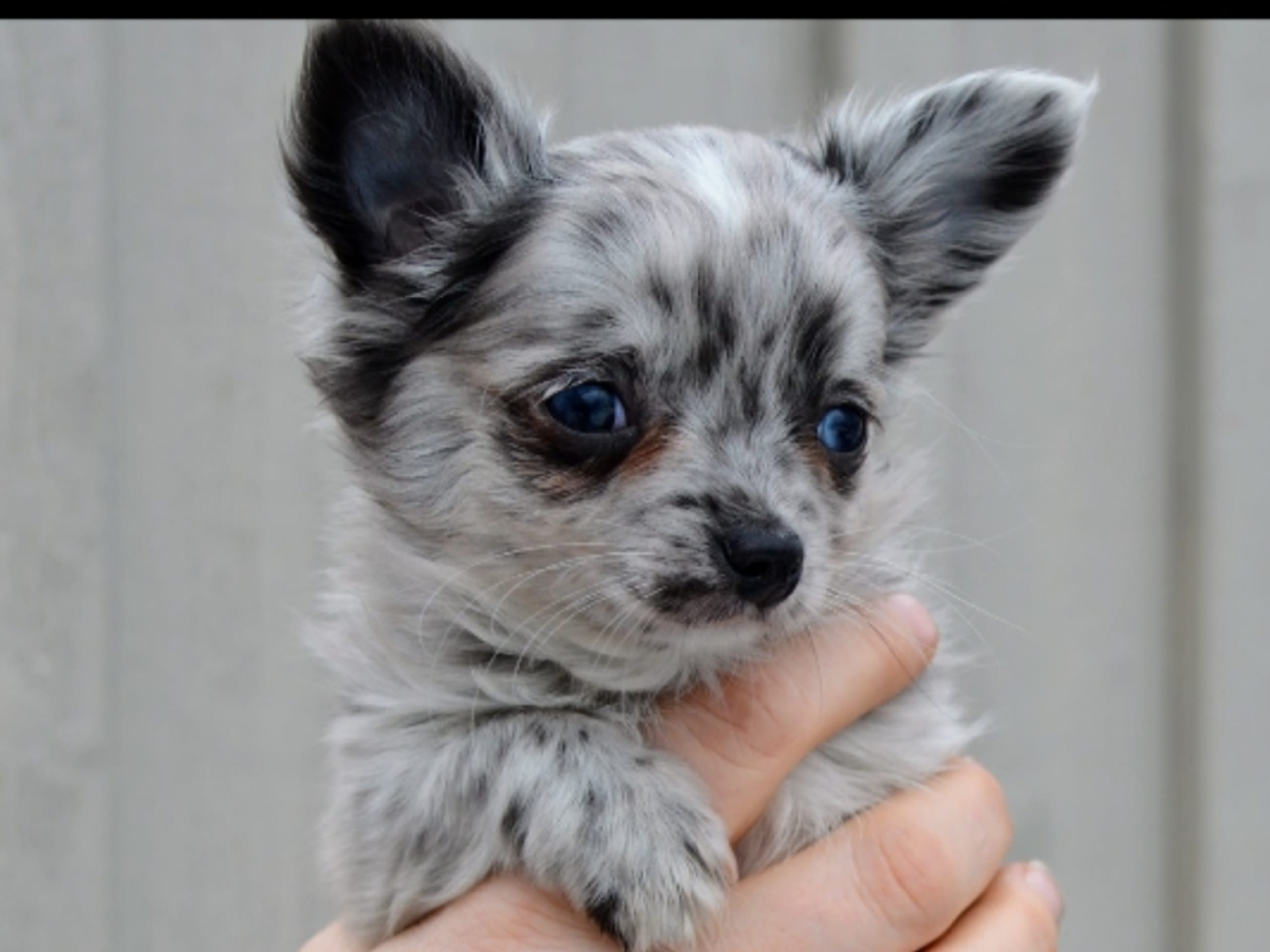 Chihuahua