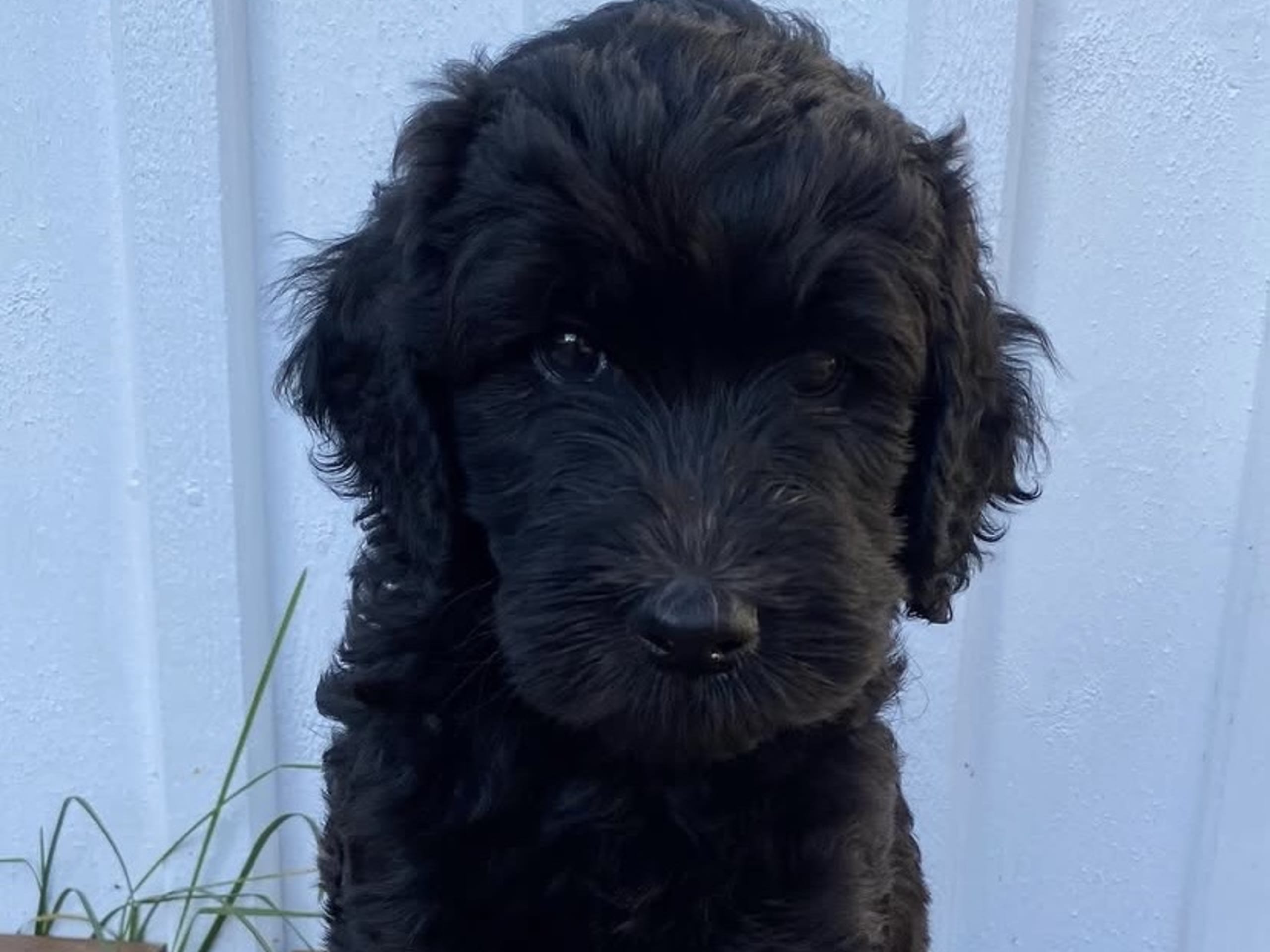 Labradoodle · Hammarö · Kilenegårdens