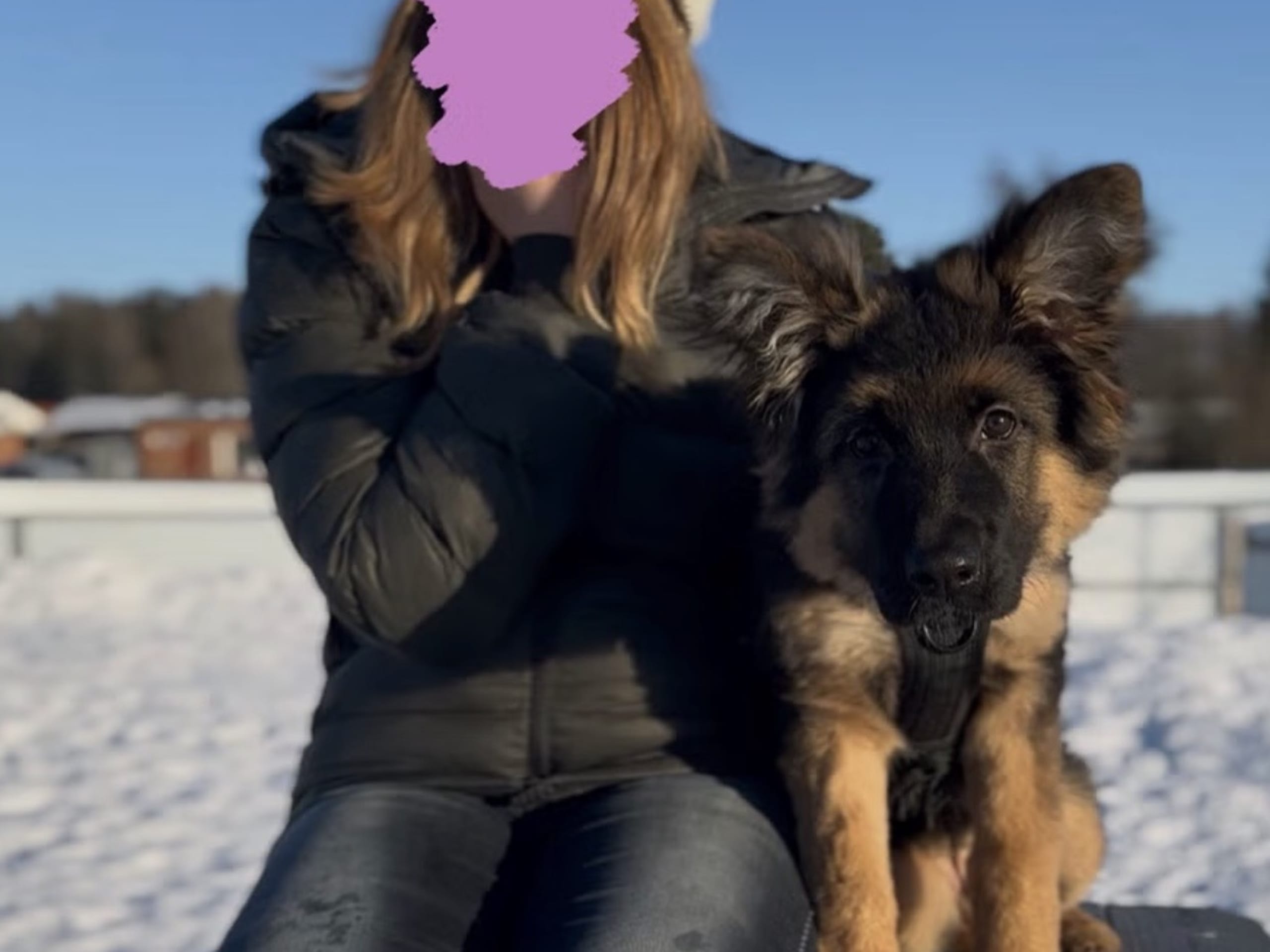 Schäferhund