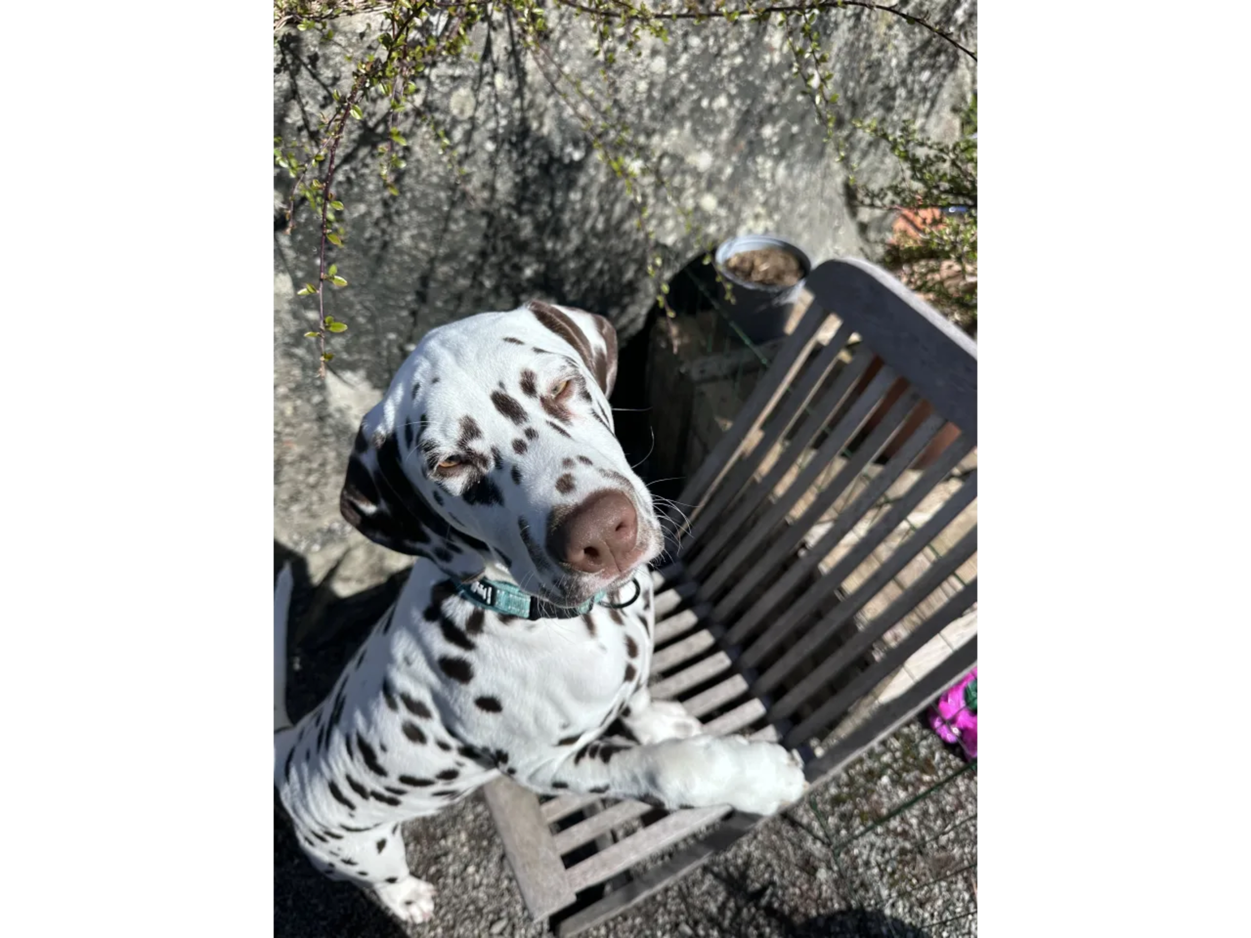 Dalmatian · Frekhaug · Kennel Shospot