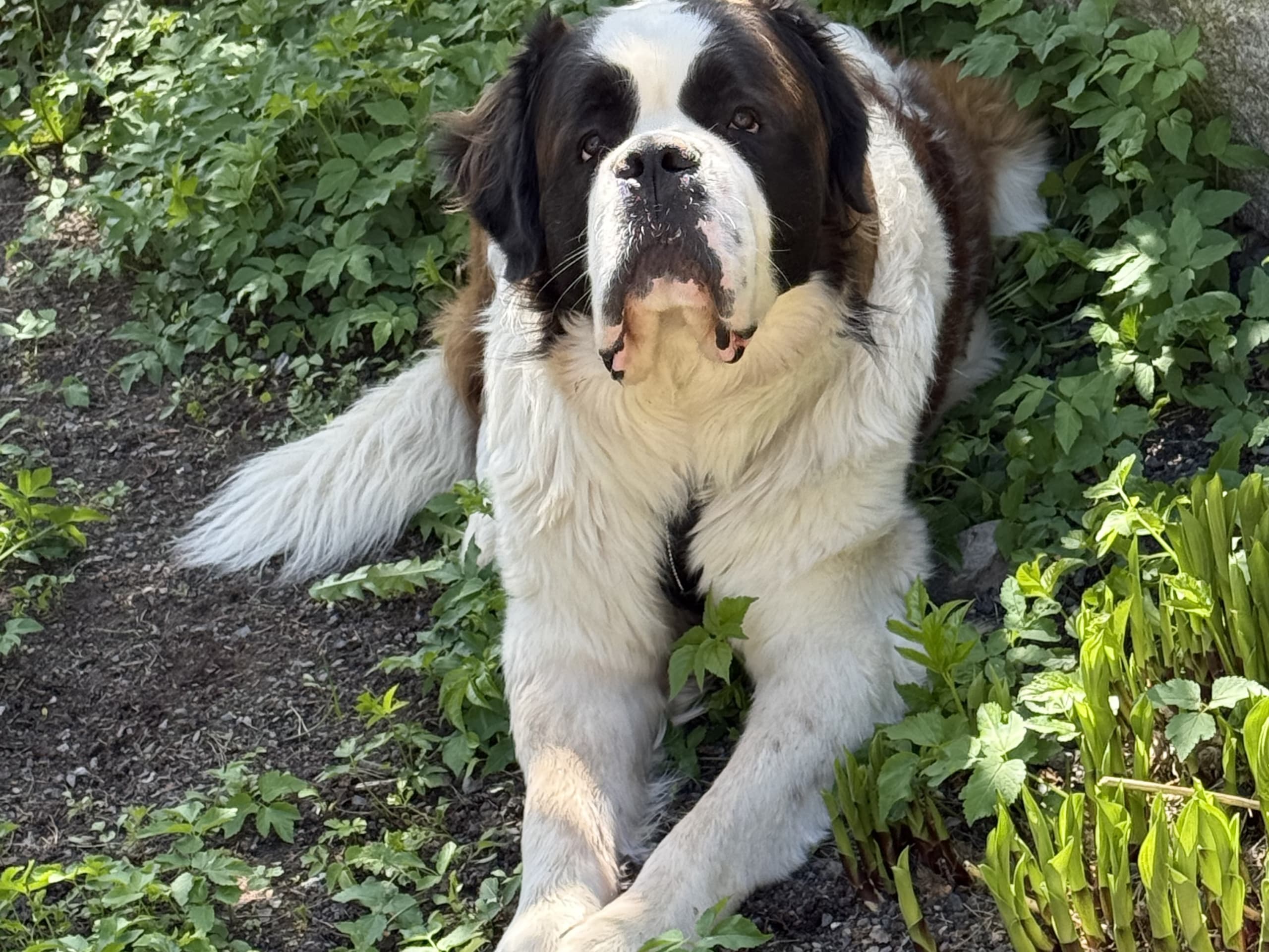 Sankt bernhardshund