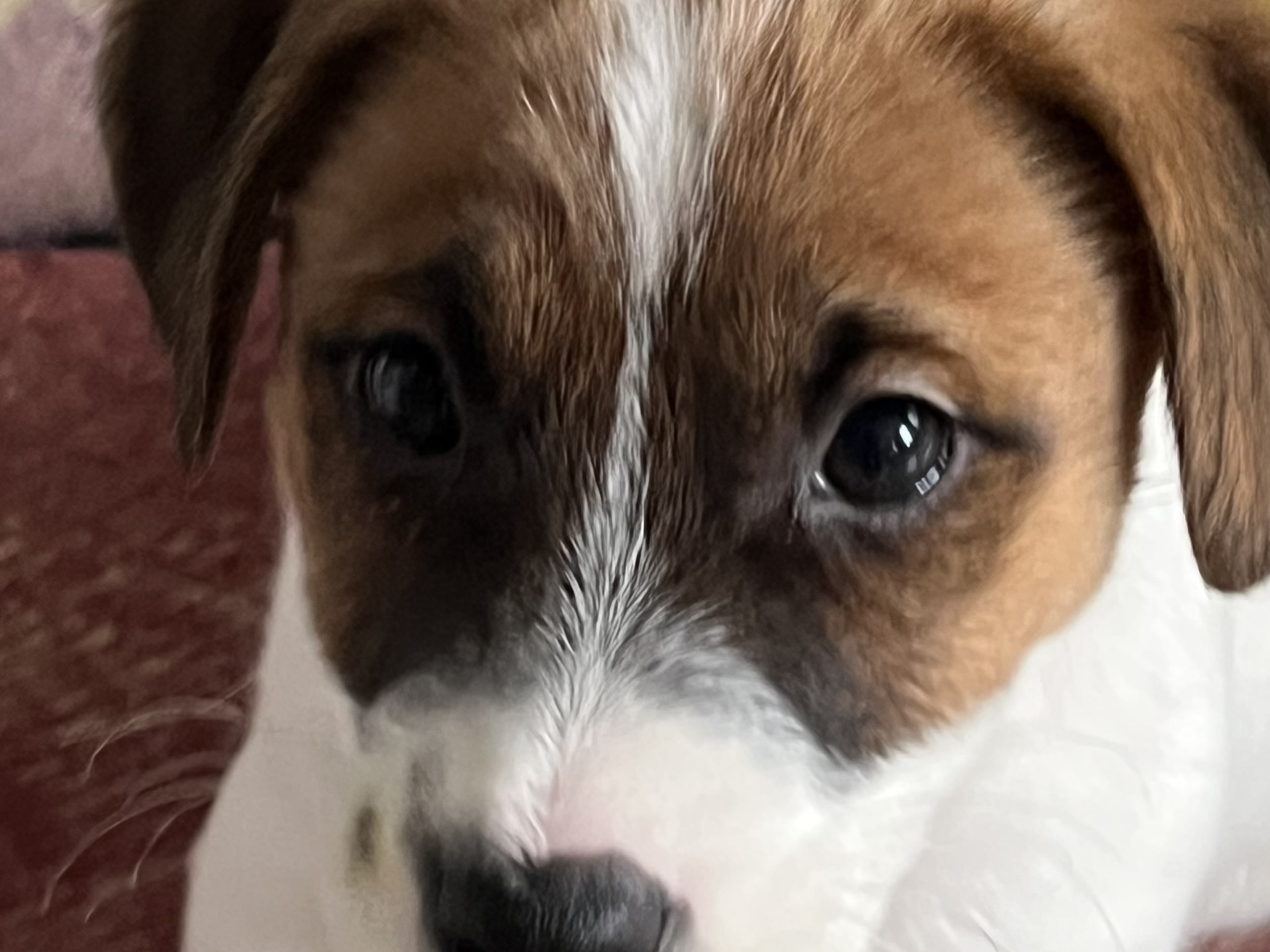 Jack russell terrier