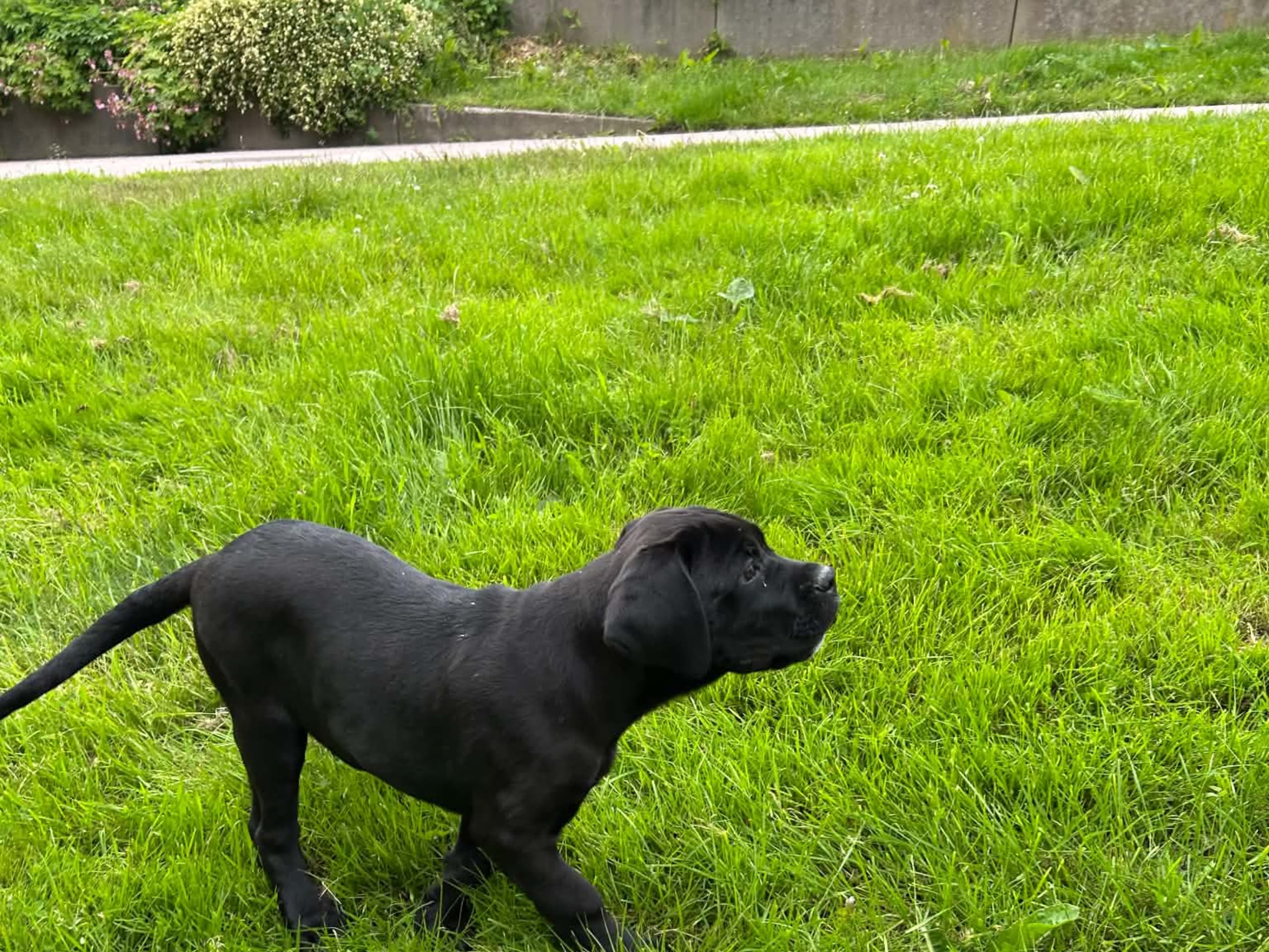 Cane corso · Angered · Iunona Artemis