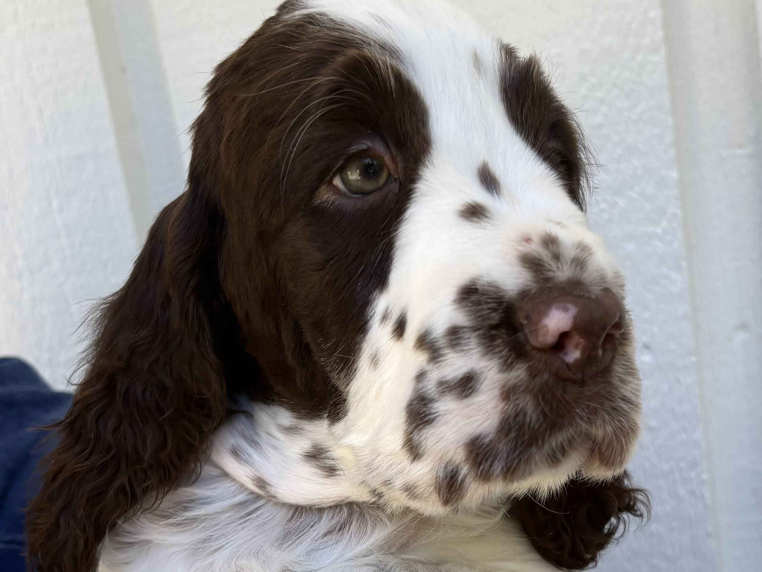 Engelsk springer spaniel