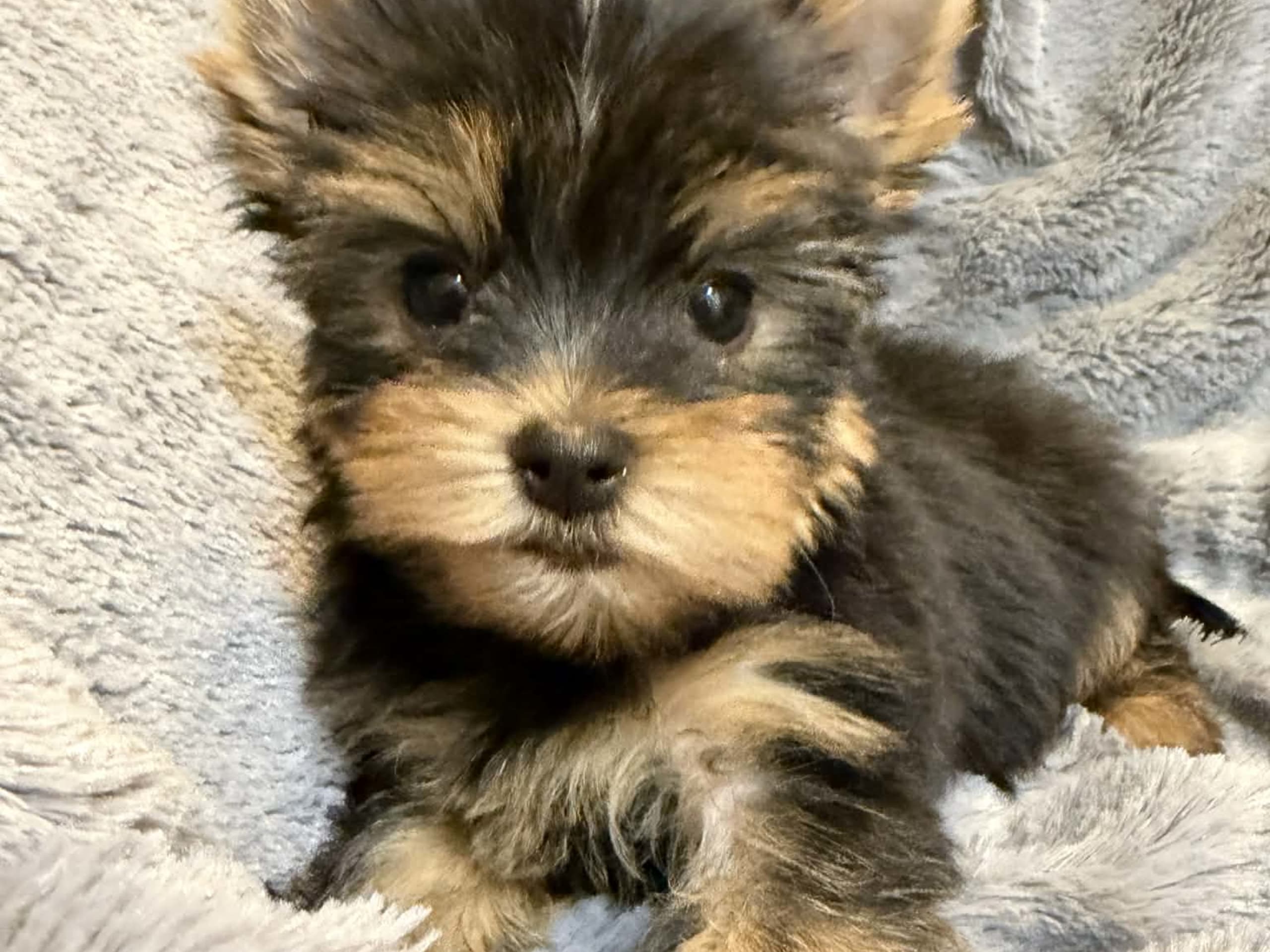 Yorkshireterrier