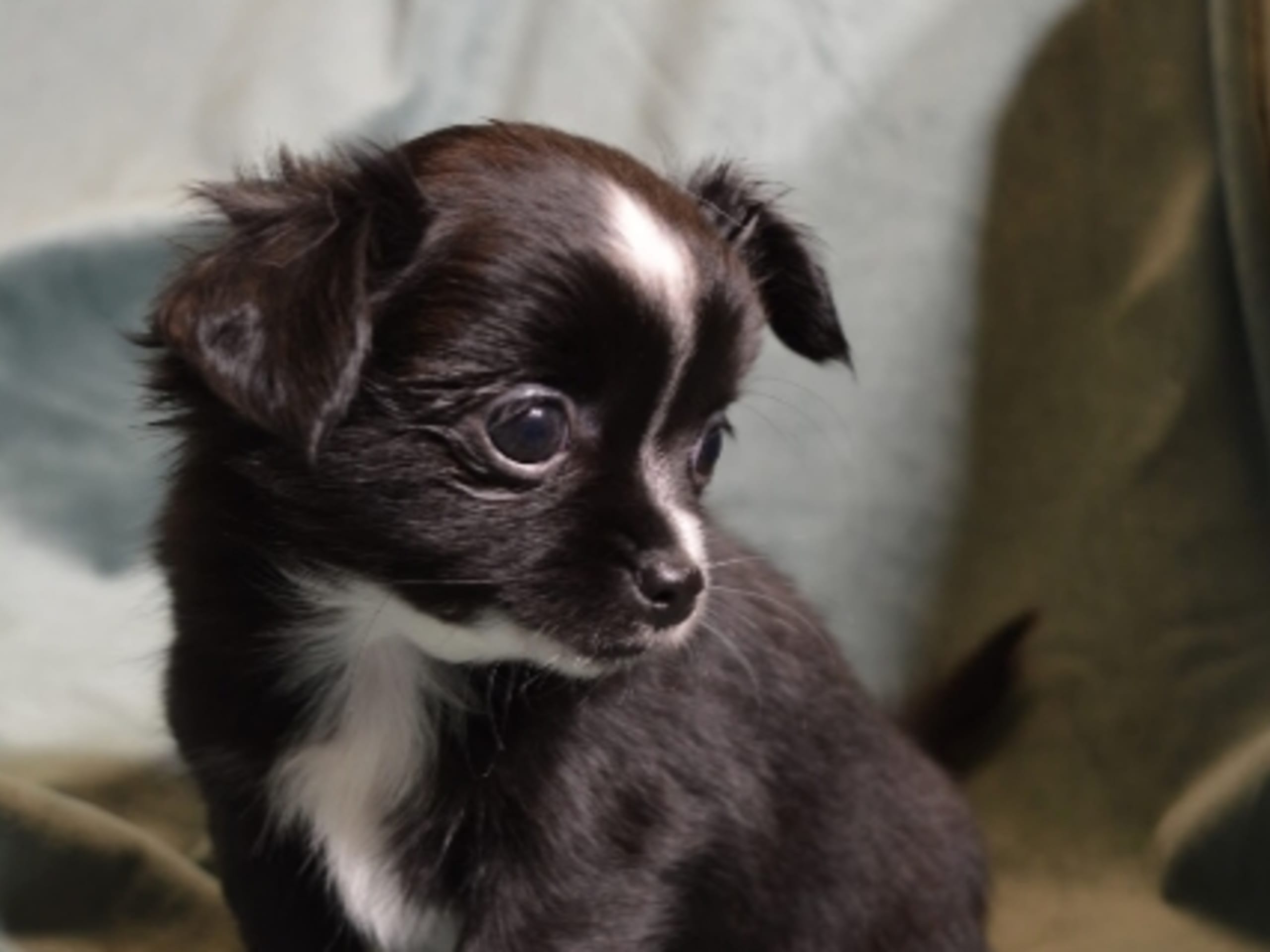 Chihuahua