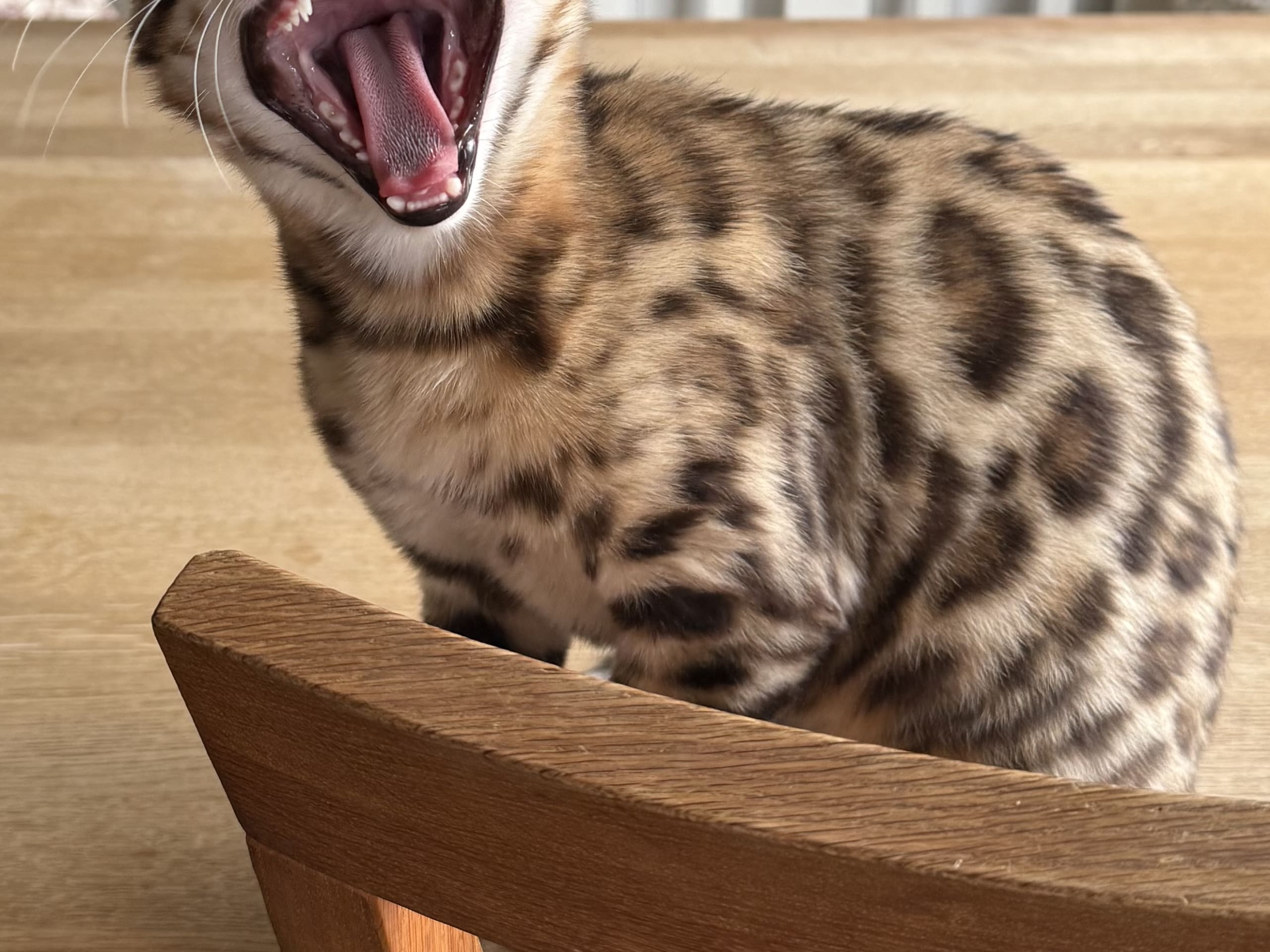 Bengal