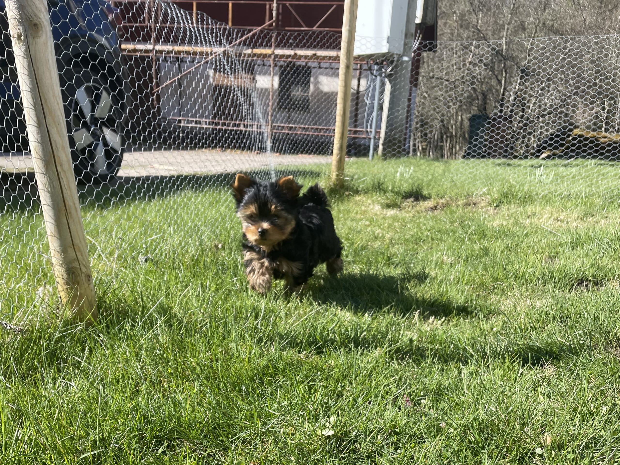 Yorkshireterrier · Vårgårda · Charlotte A.