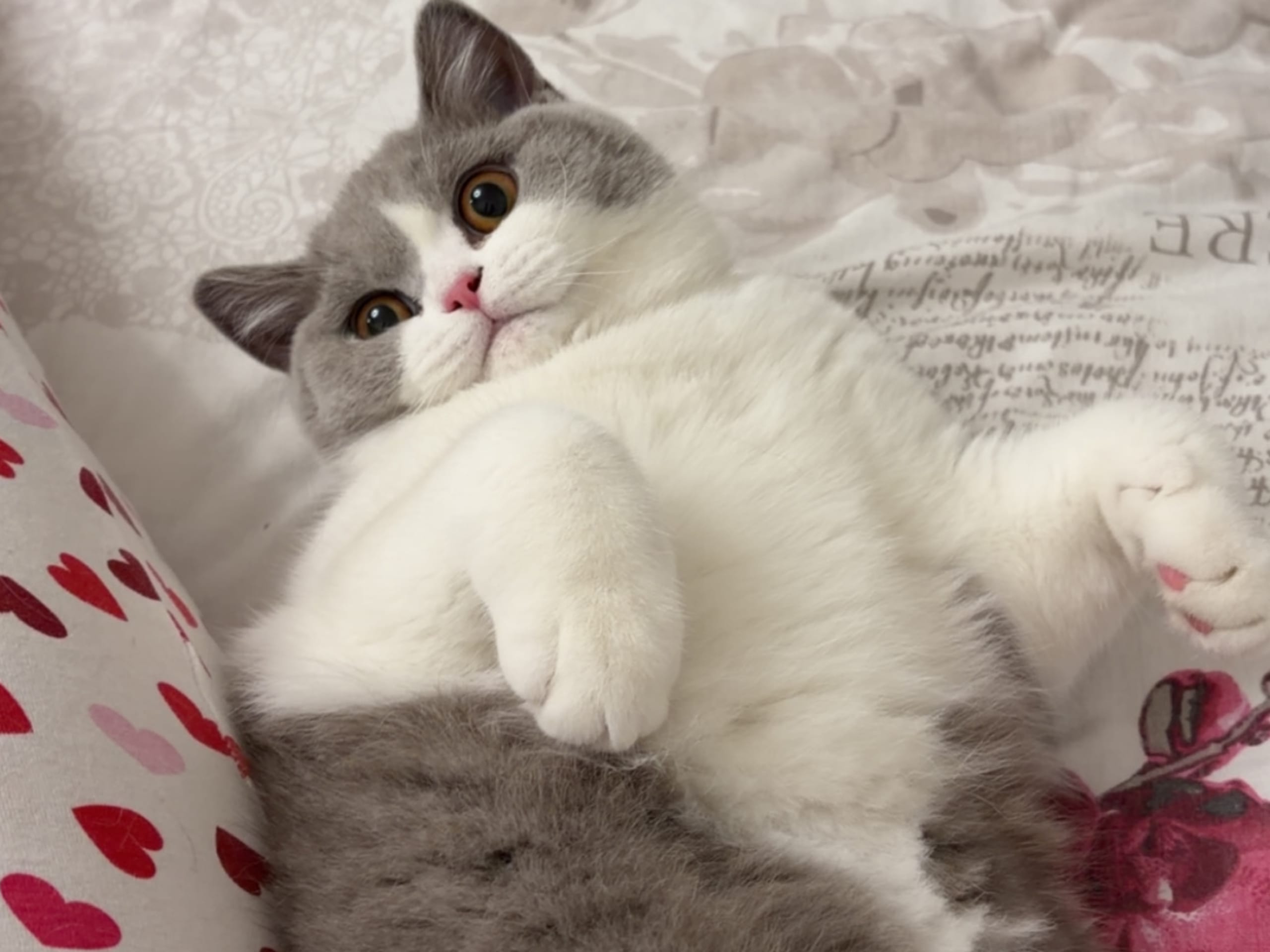British Shorthair · Hässelby · Miranda M.