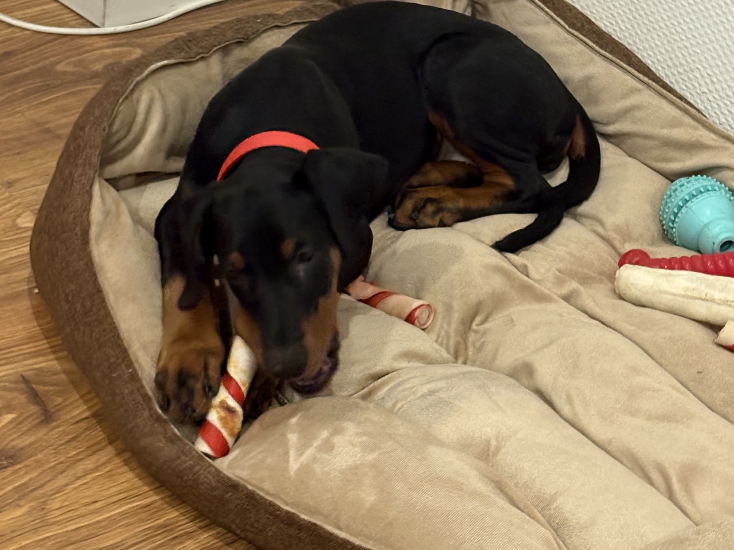 Dobermann