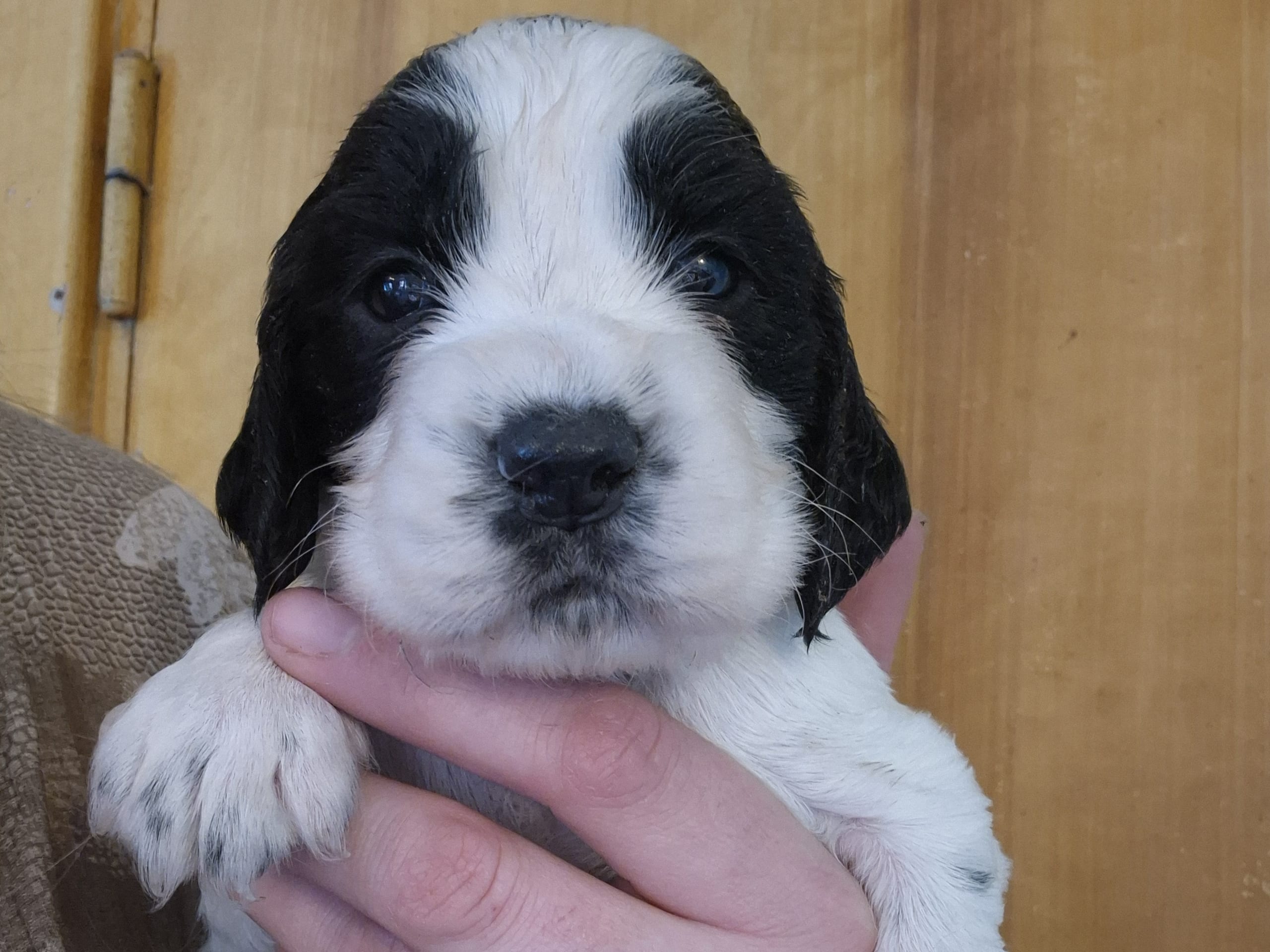Engelsk springer spaniel