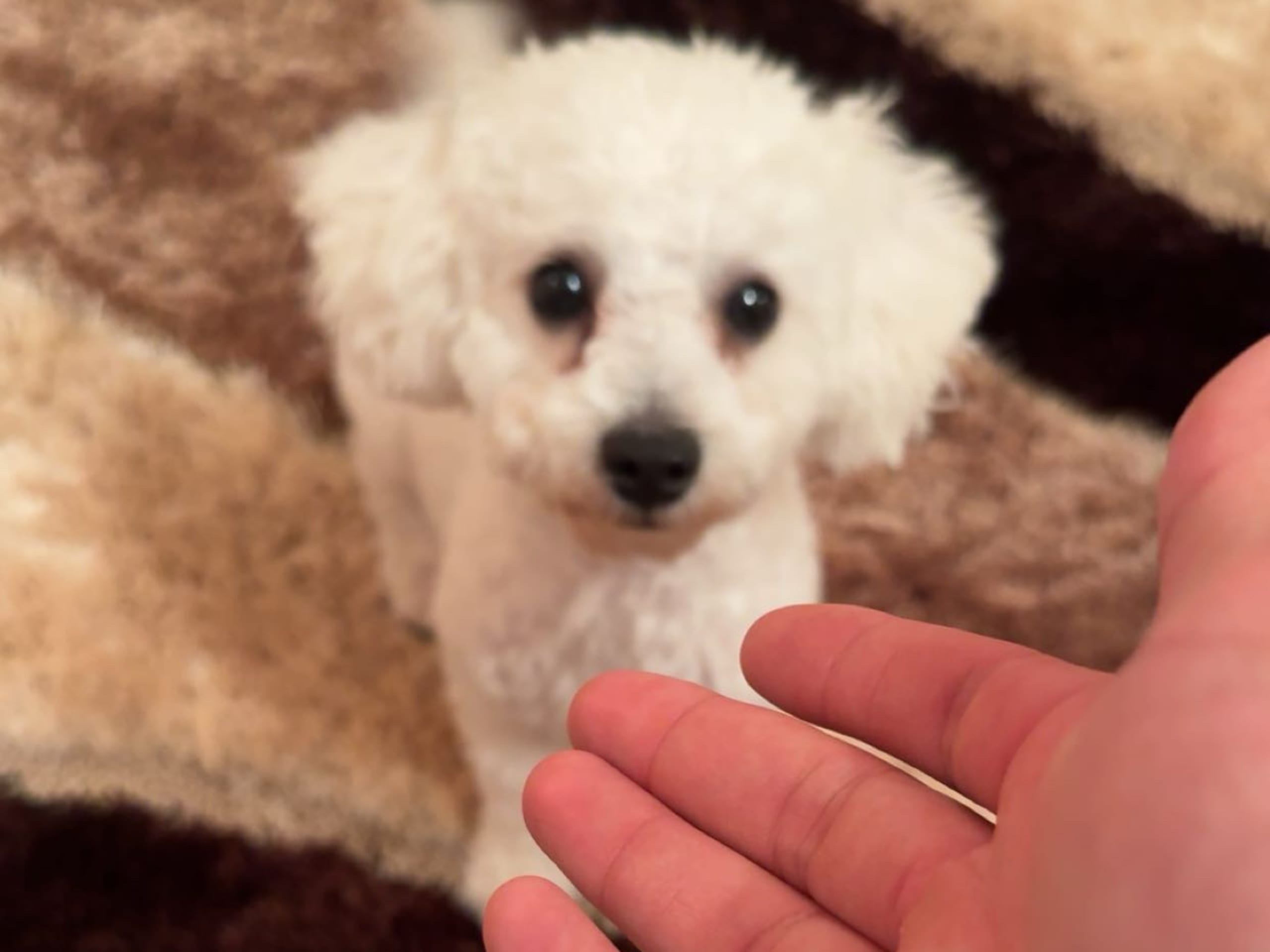 Bichon frisé
