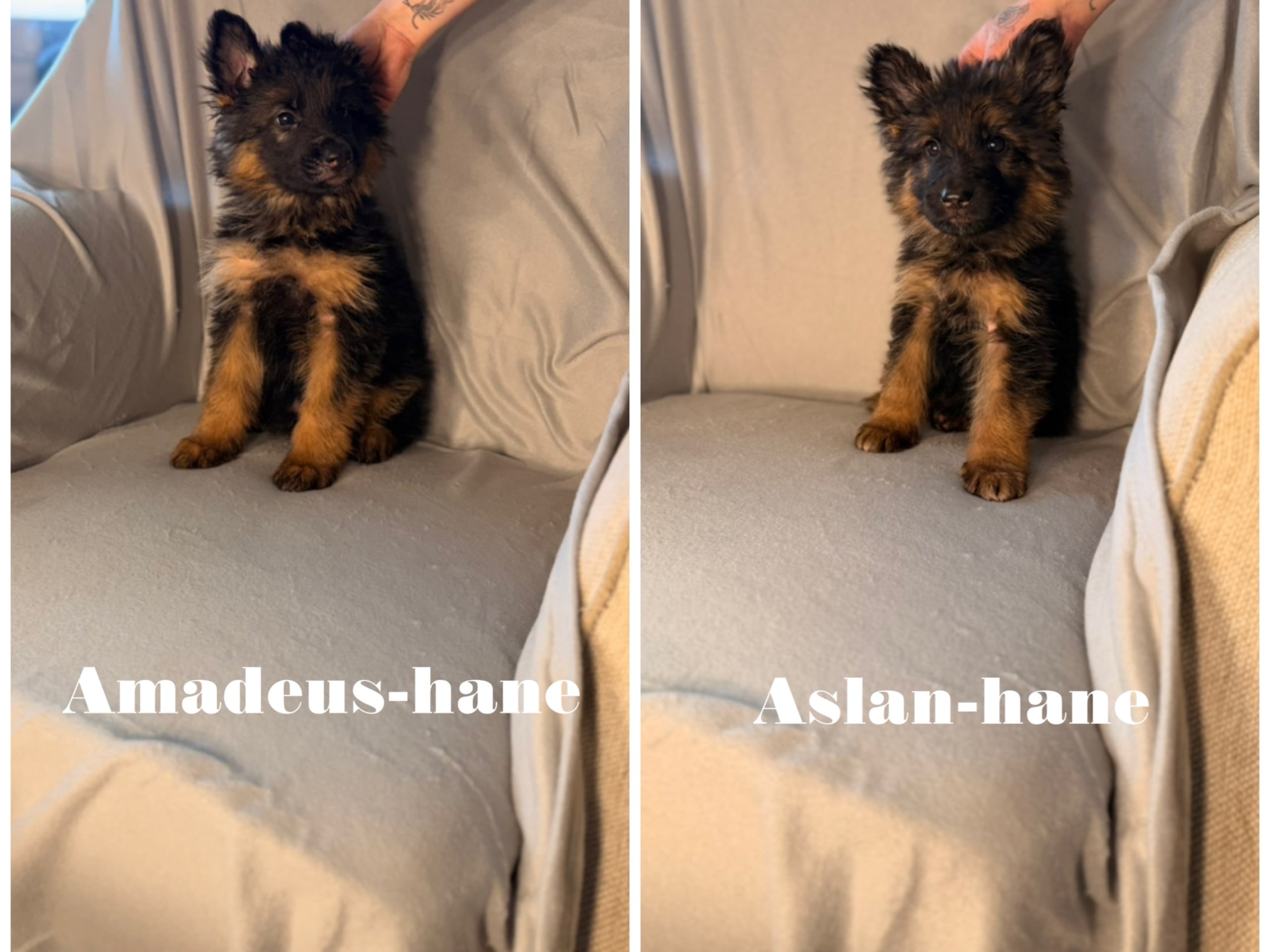 Schäferhund