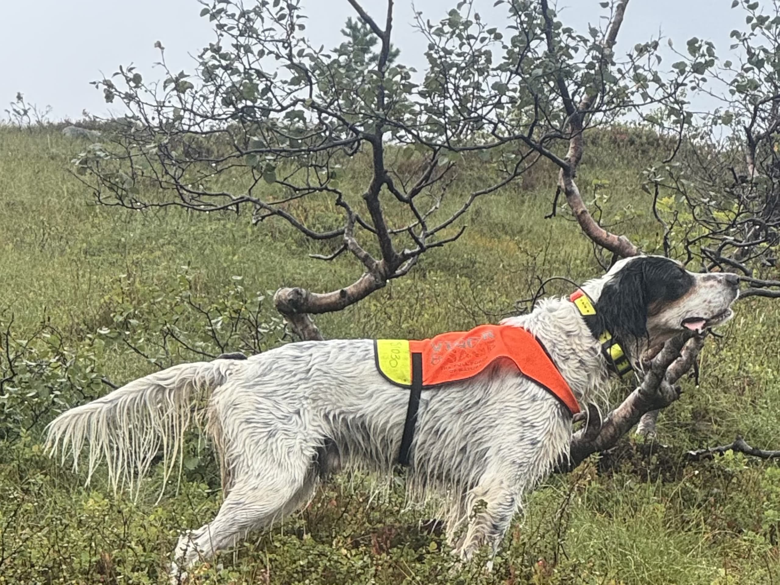 Engelsk setter