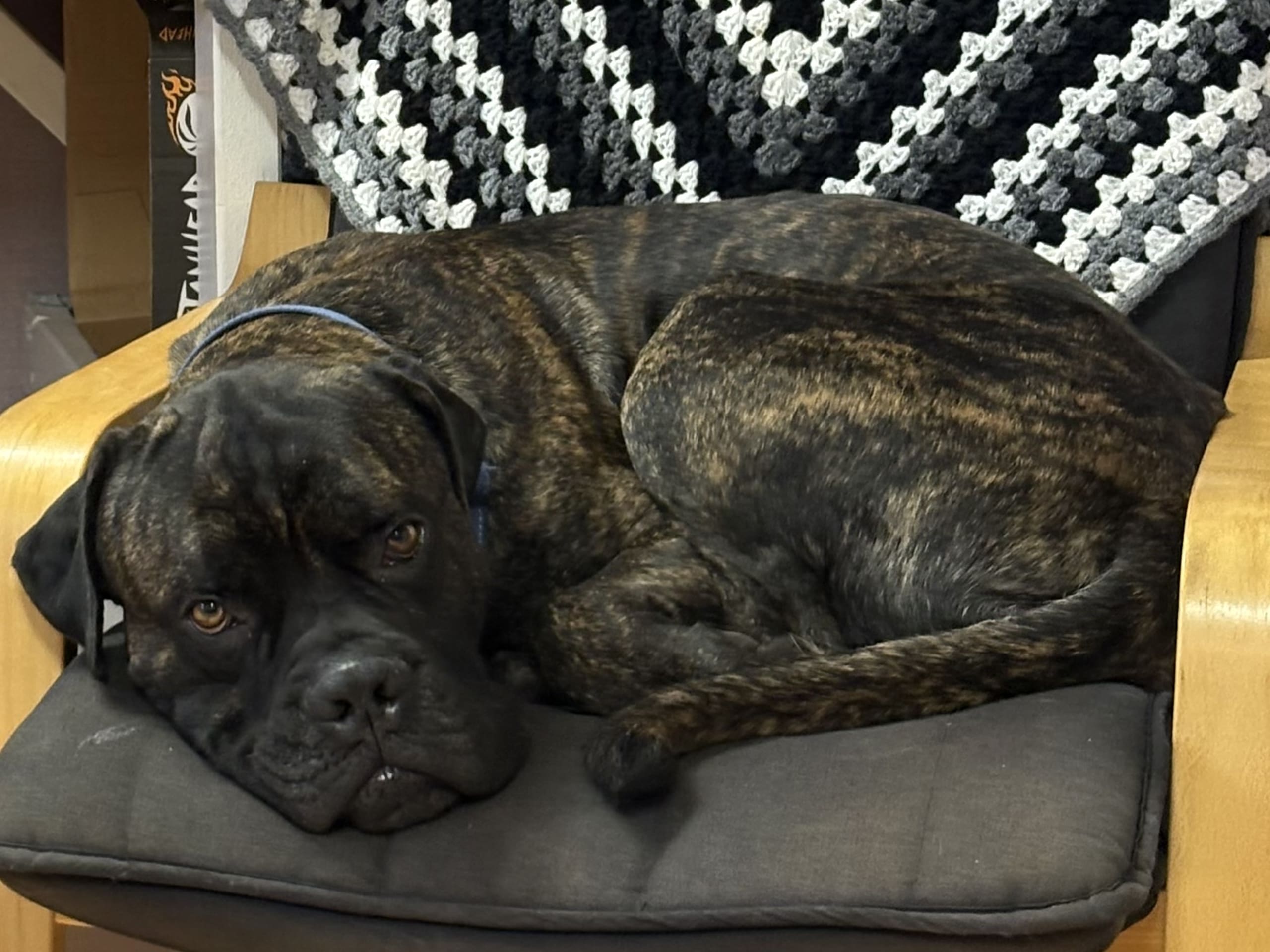 Cane corso