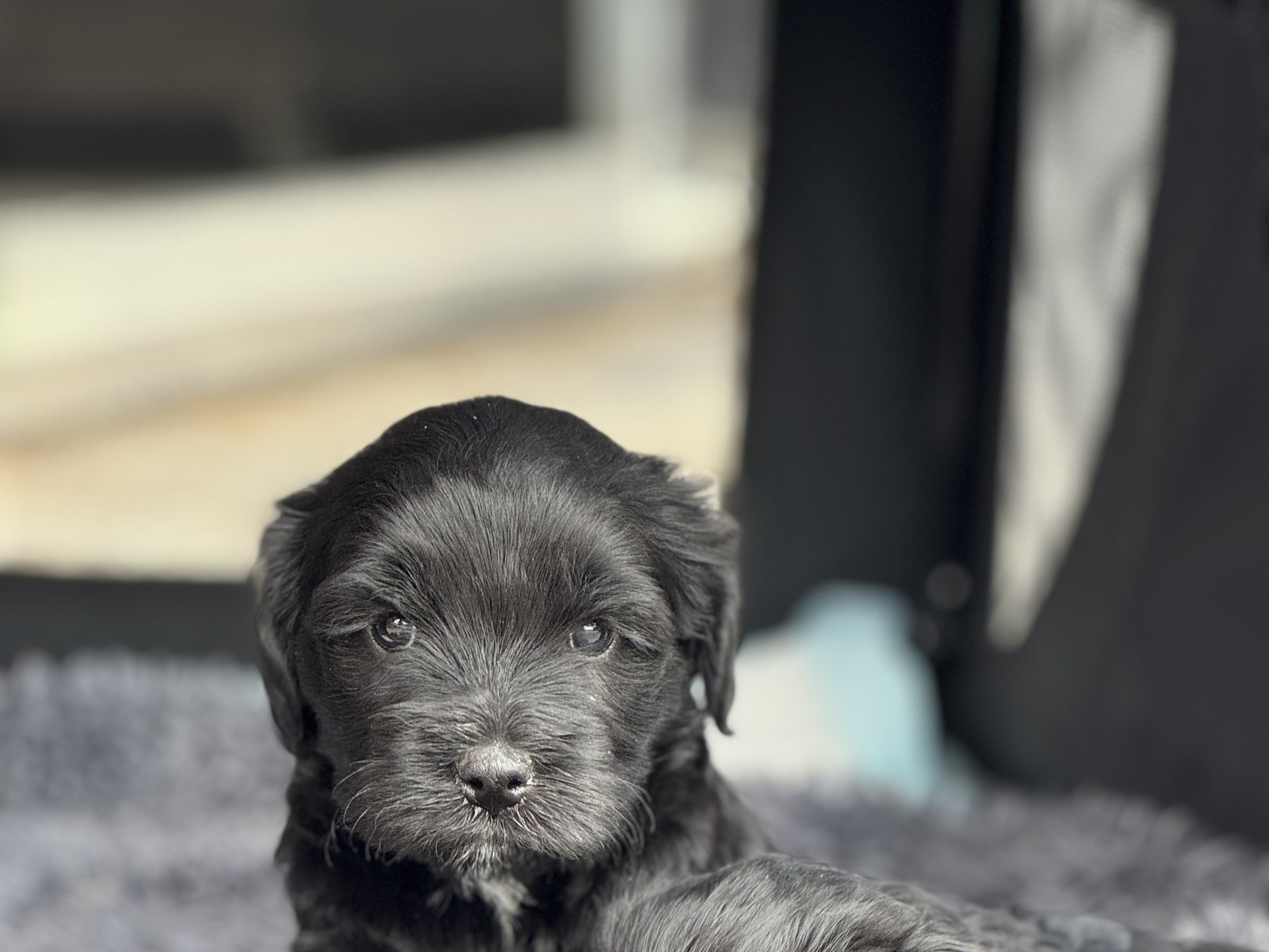 Tibetansk terrier