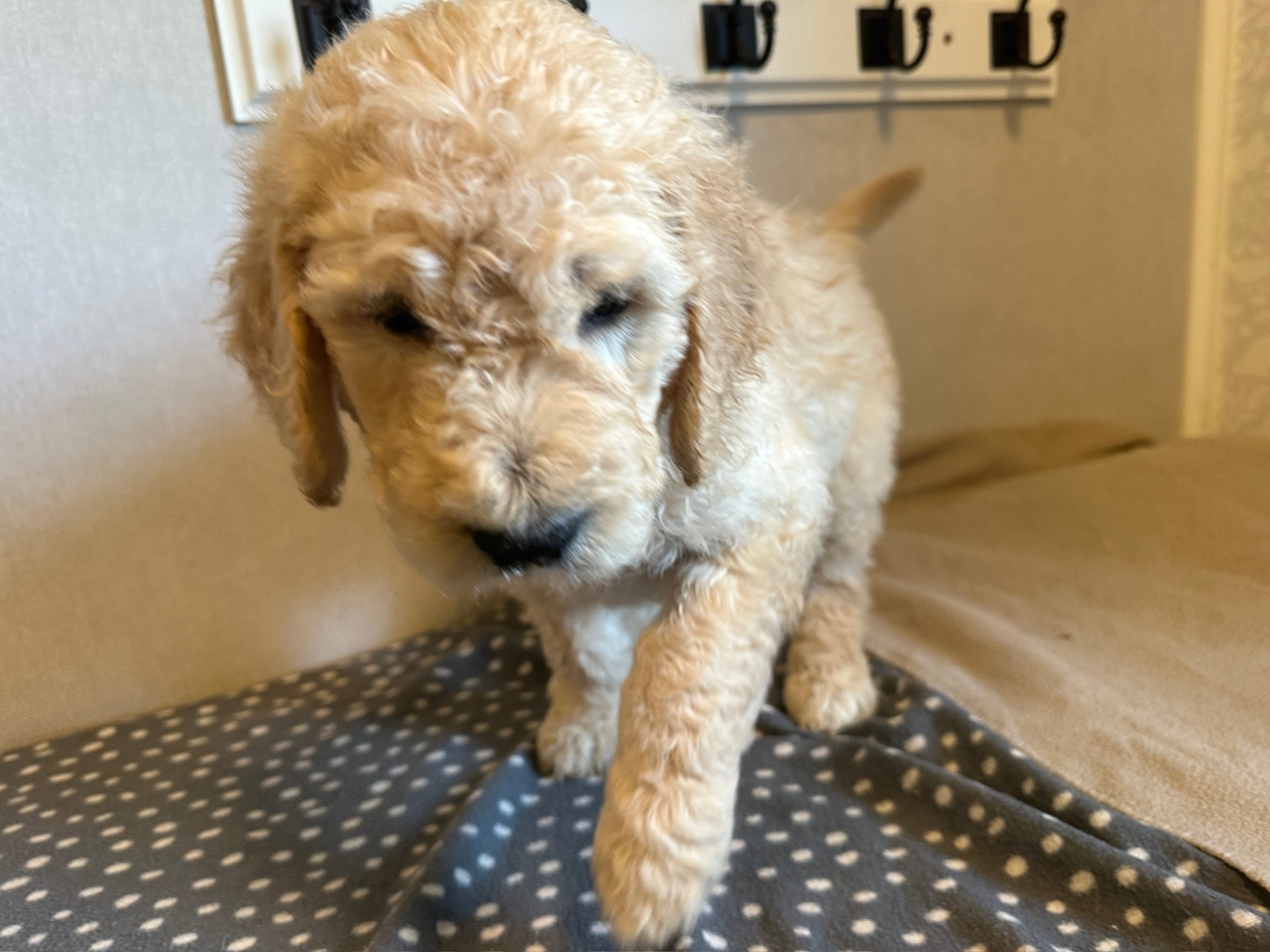 Goldendoodle