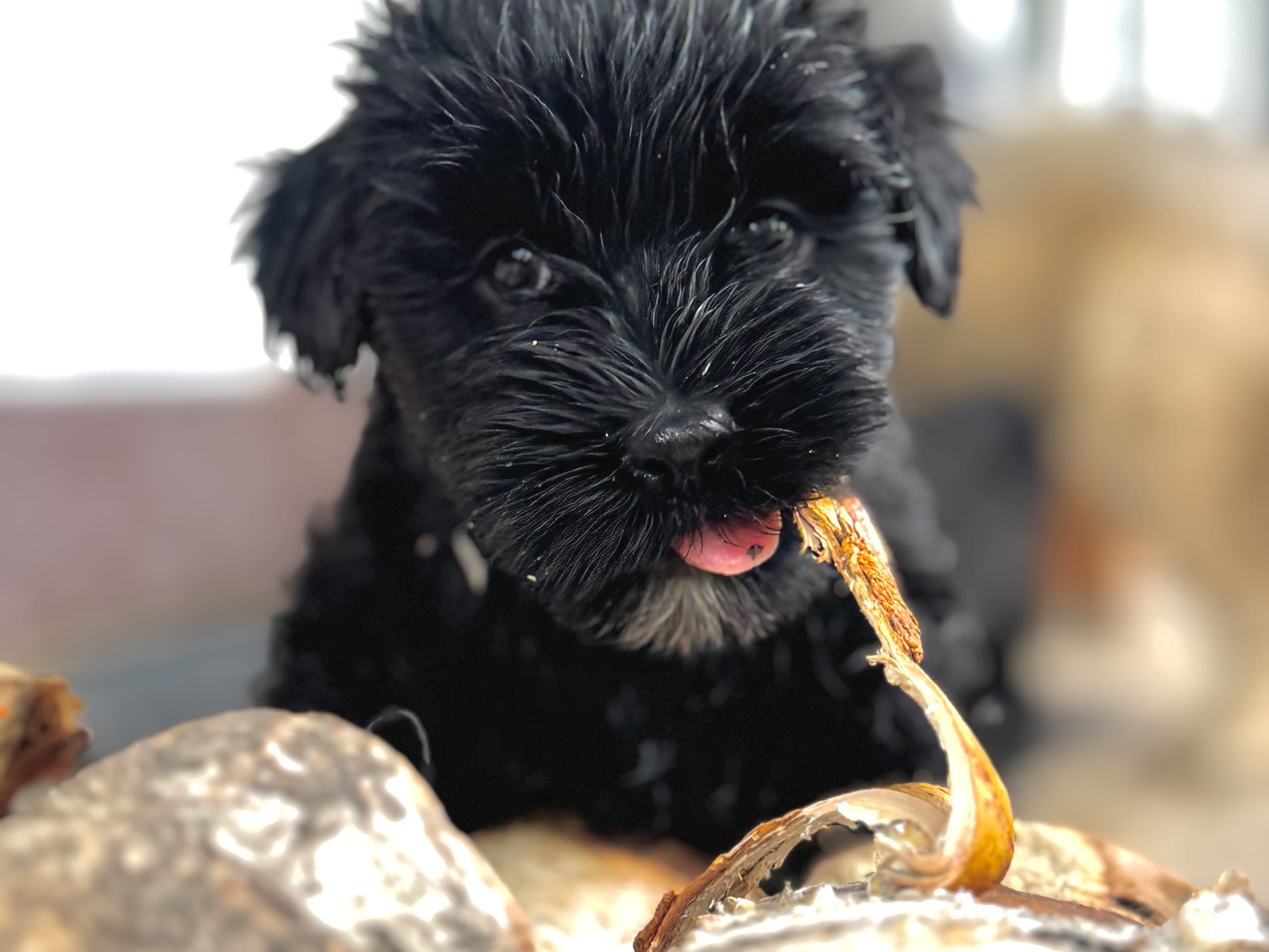 Tibetansk terrier
