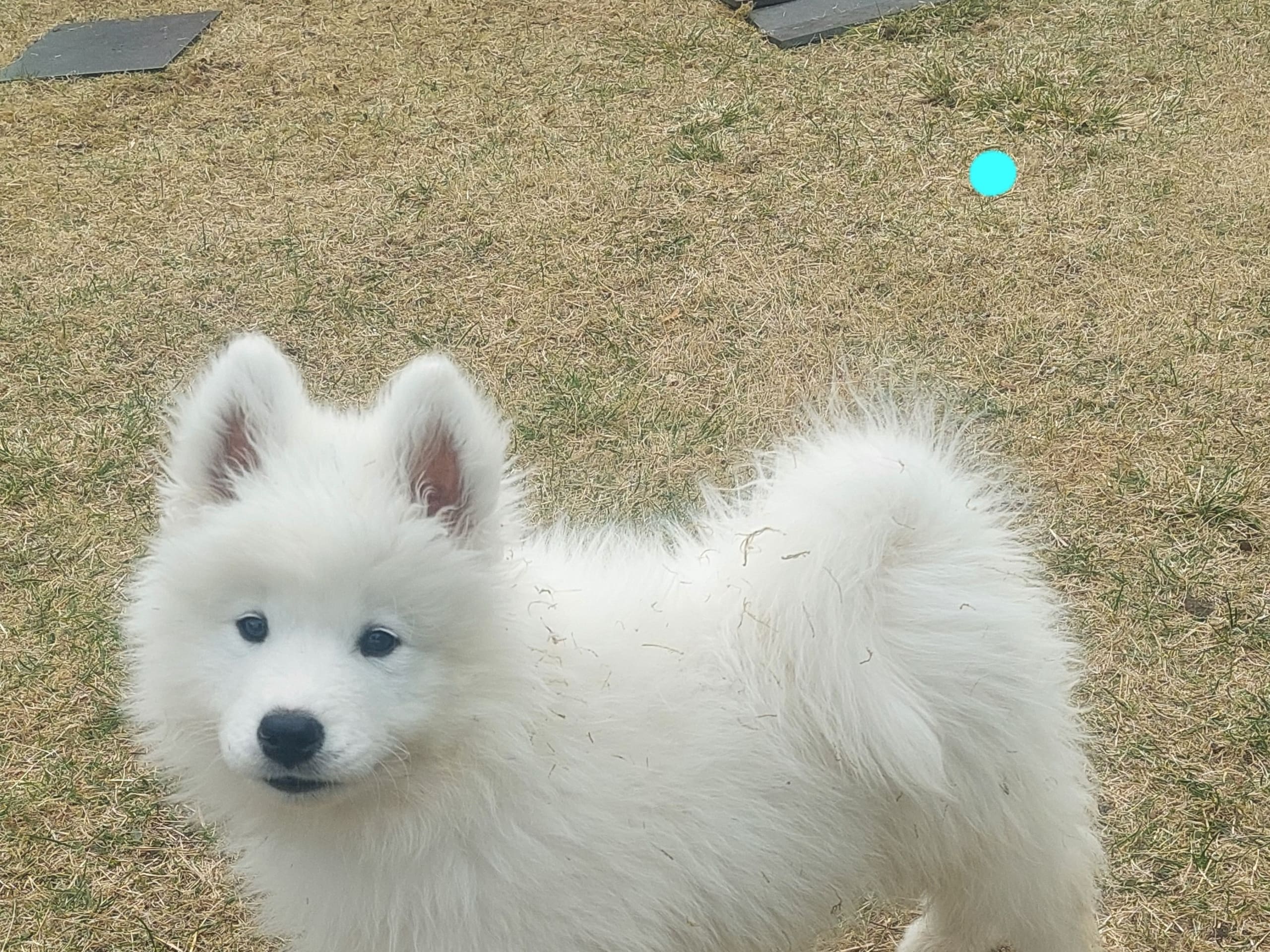Samojedhund