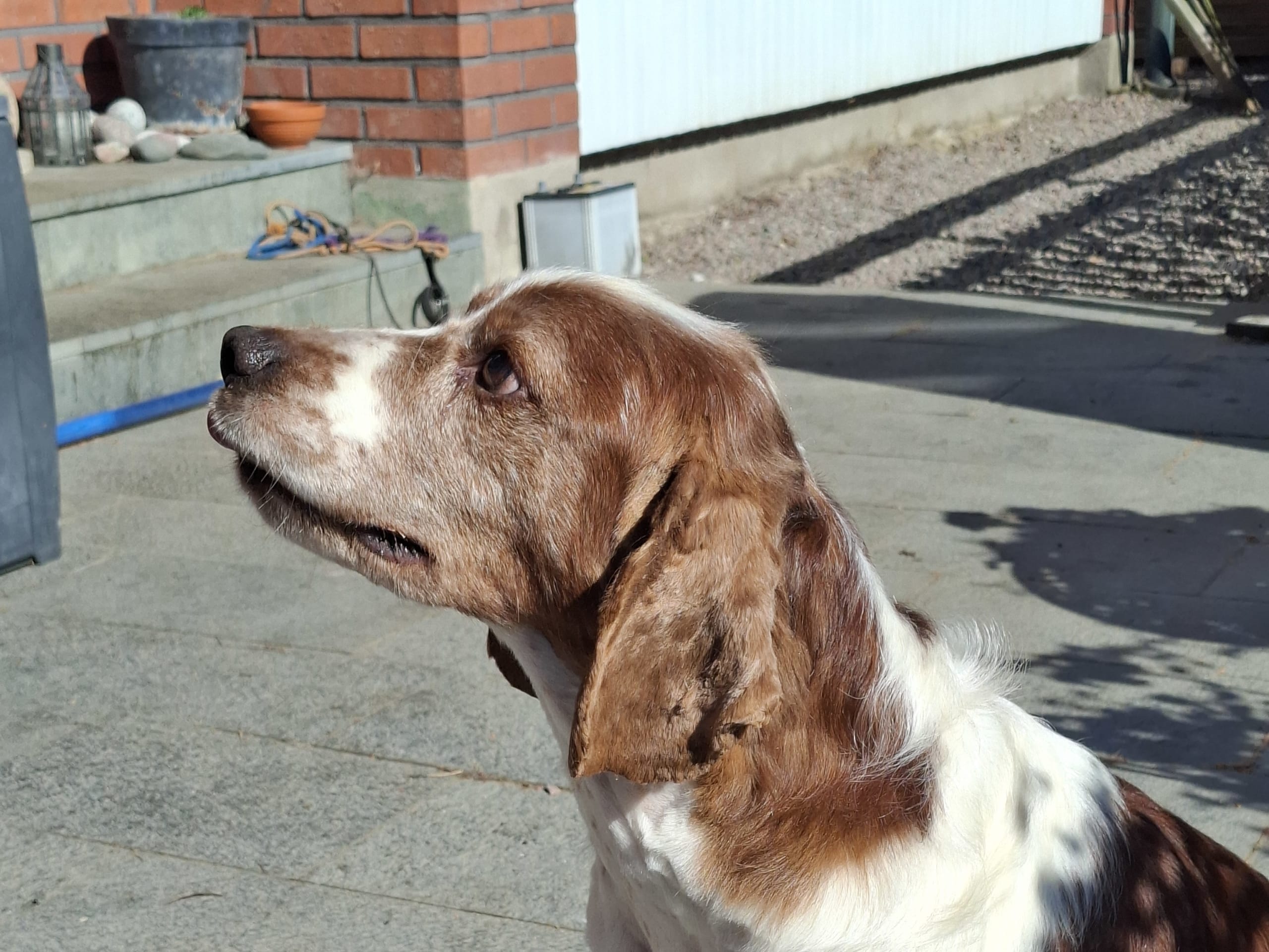 Welsh springer spaniel