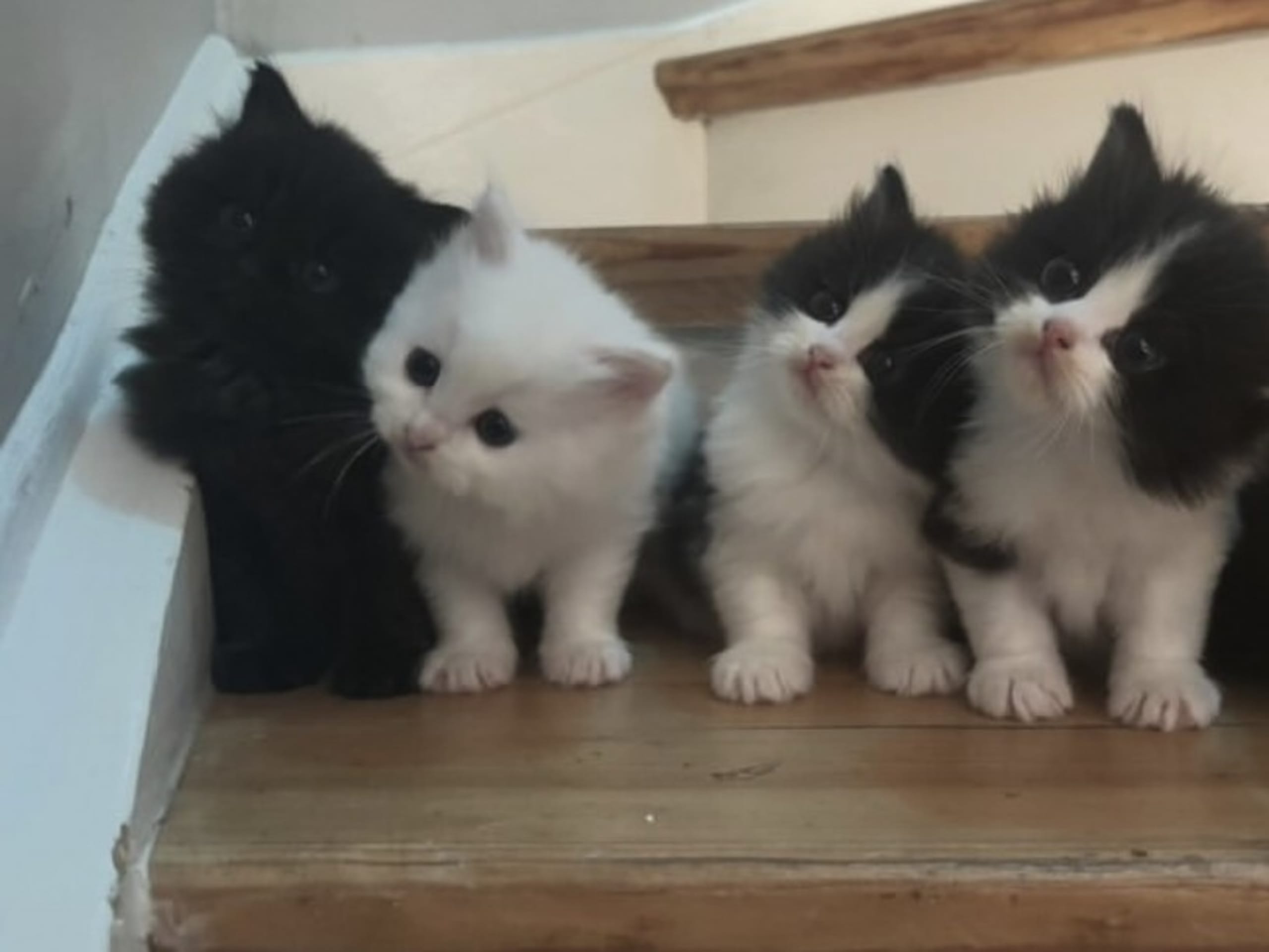 Ragdoll · Söderköping · Anglakatt
