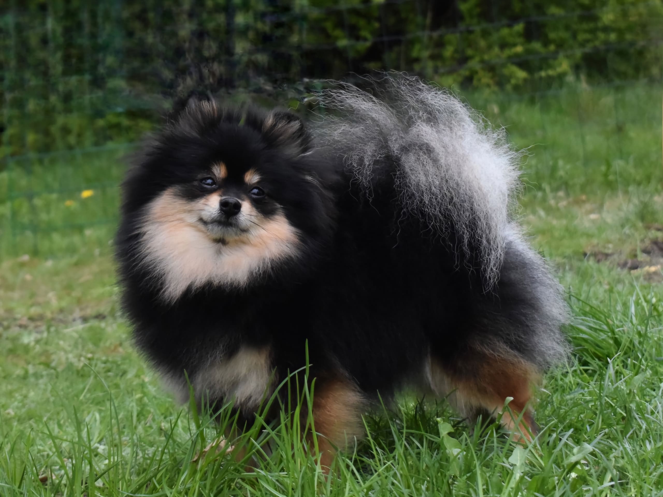 Pomeranian · Enköping · Pomsik Rakaaig