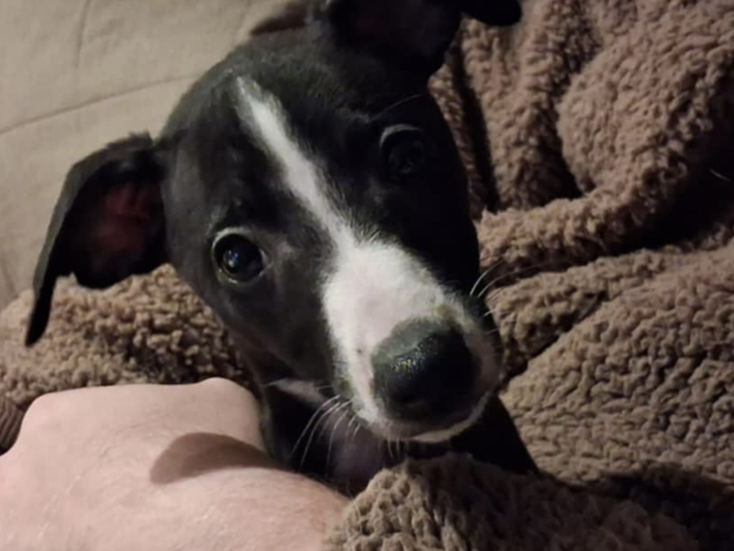 Whippet
