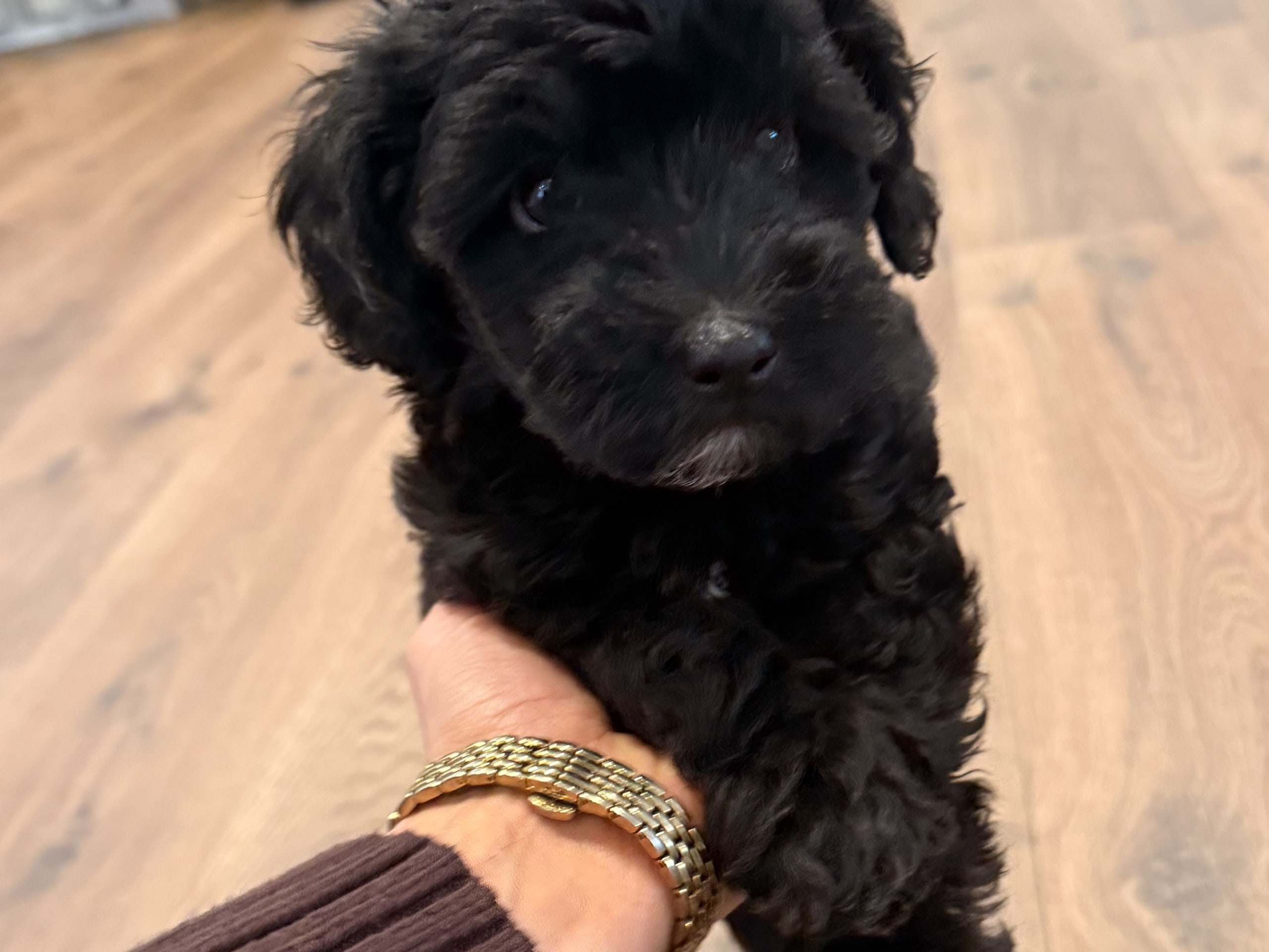 Maltipoo · Leksand · Lola A.