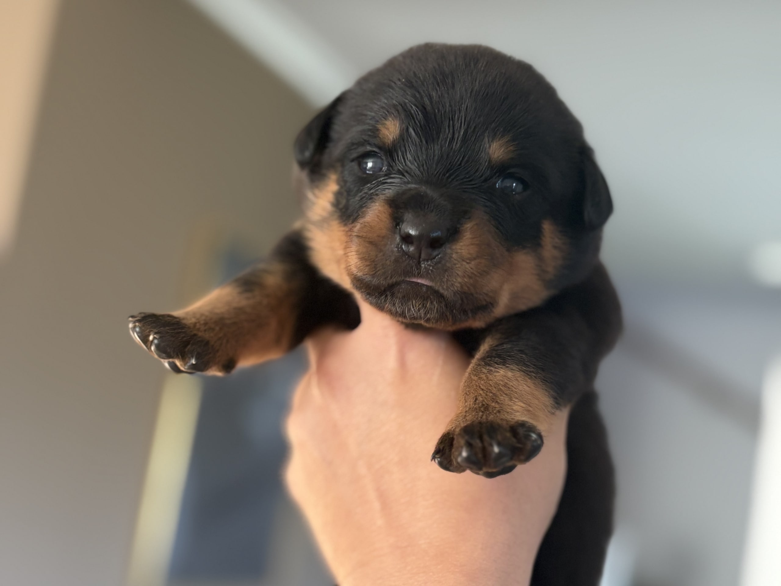 Rottweiler