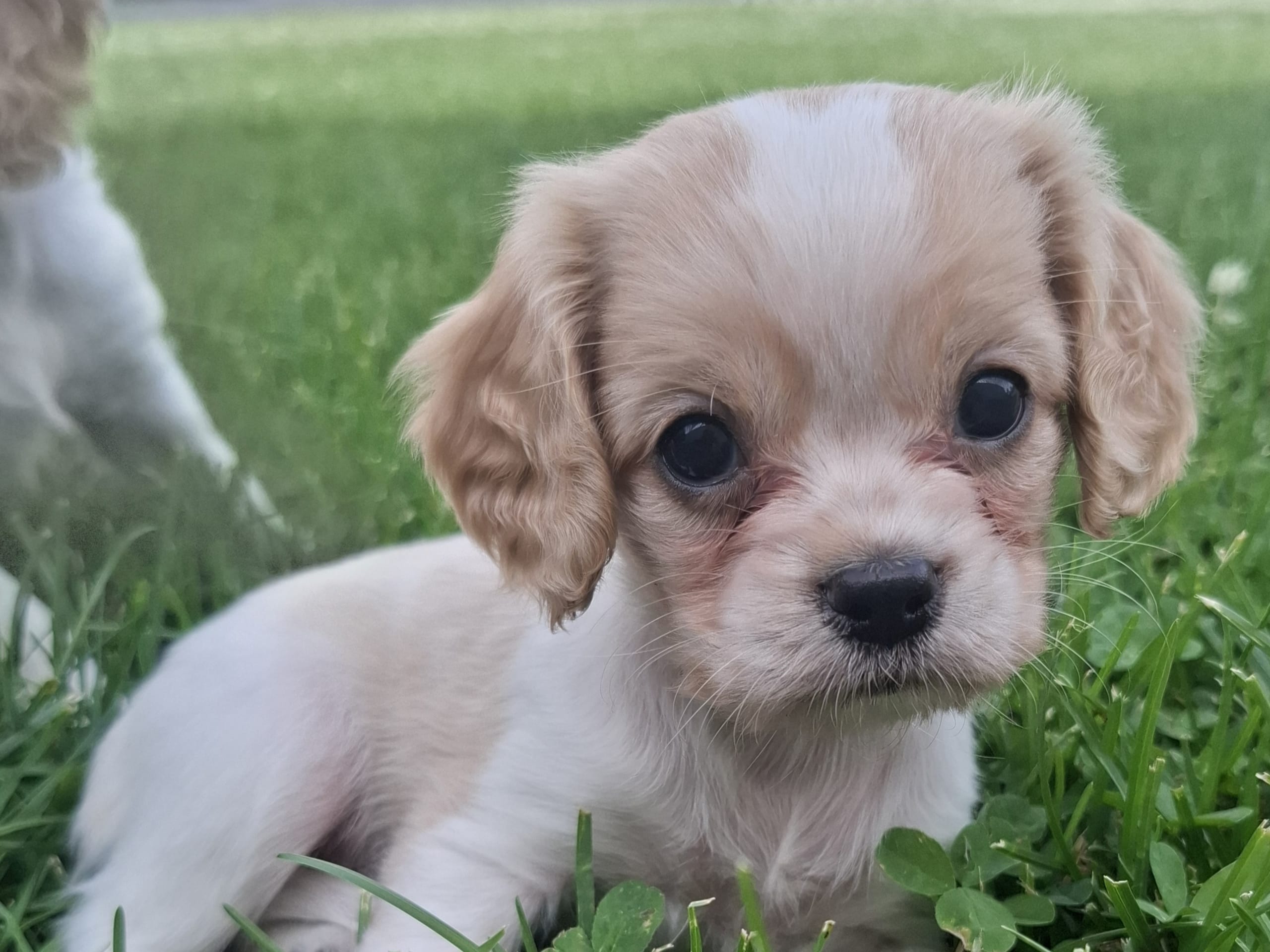 Cavapoo · Virsbo · Malin A.