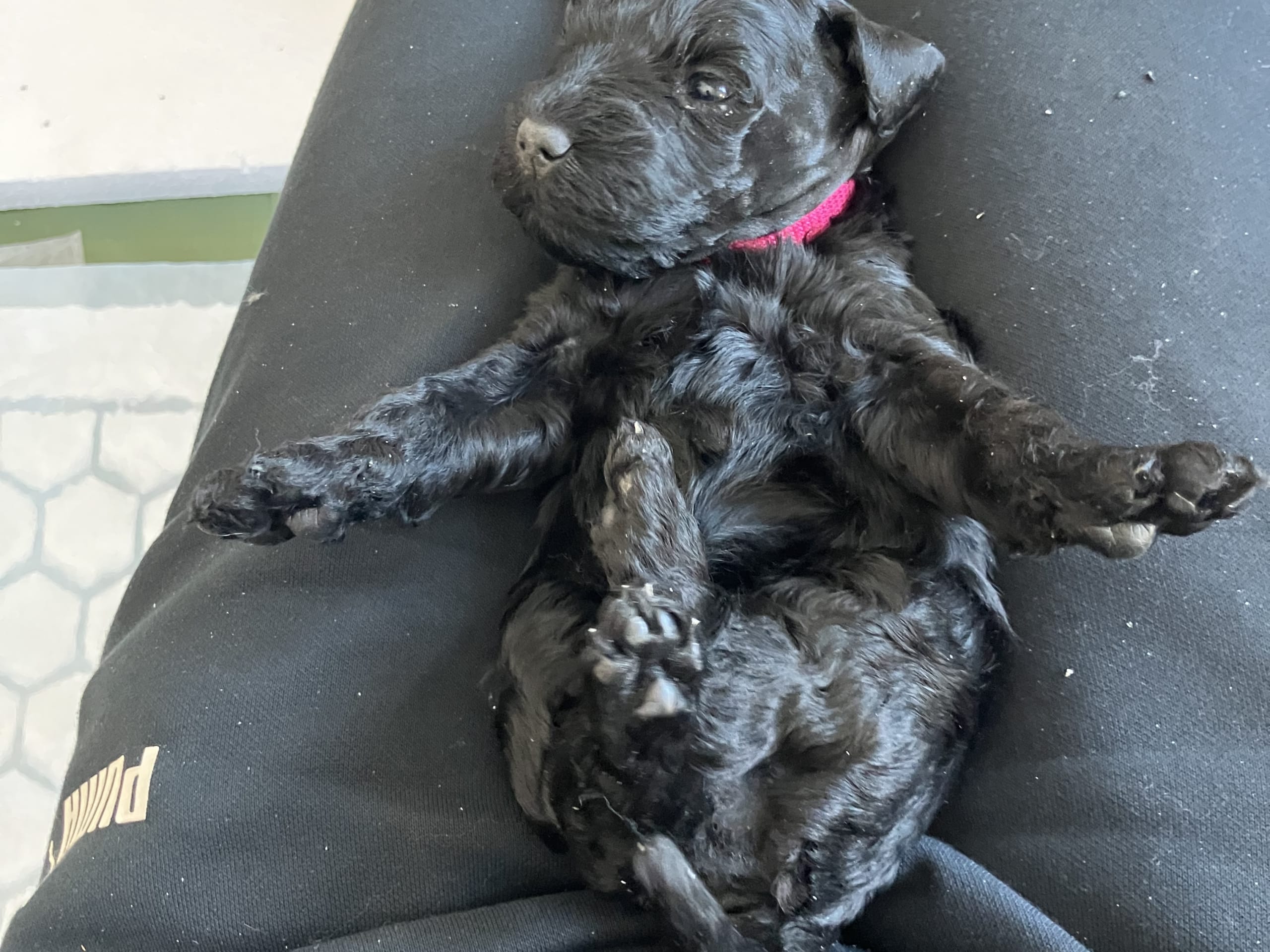 Kerry blue terrier