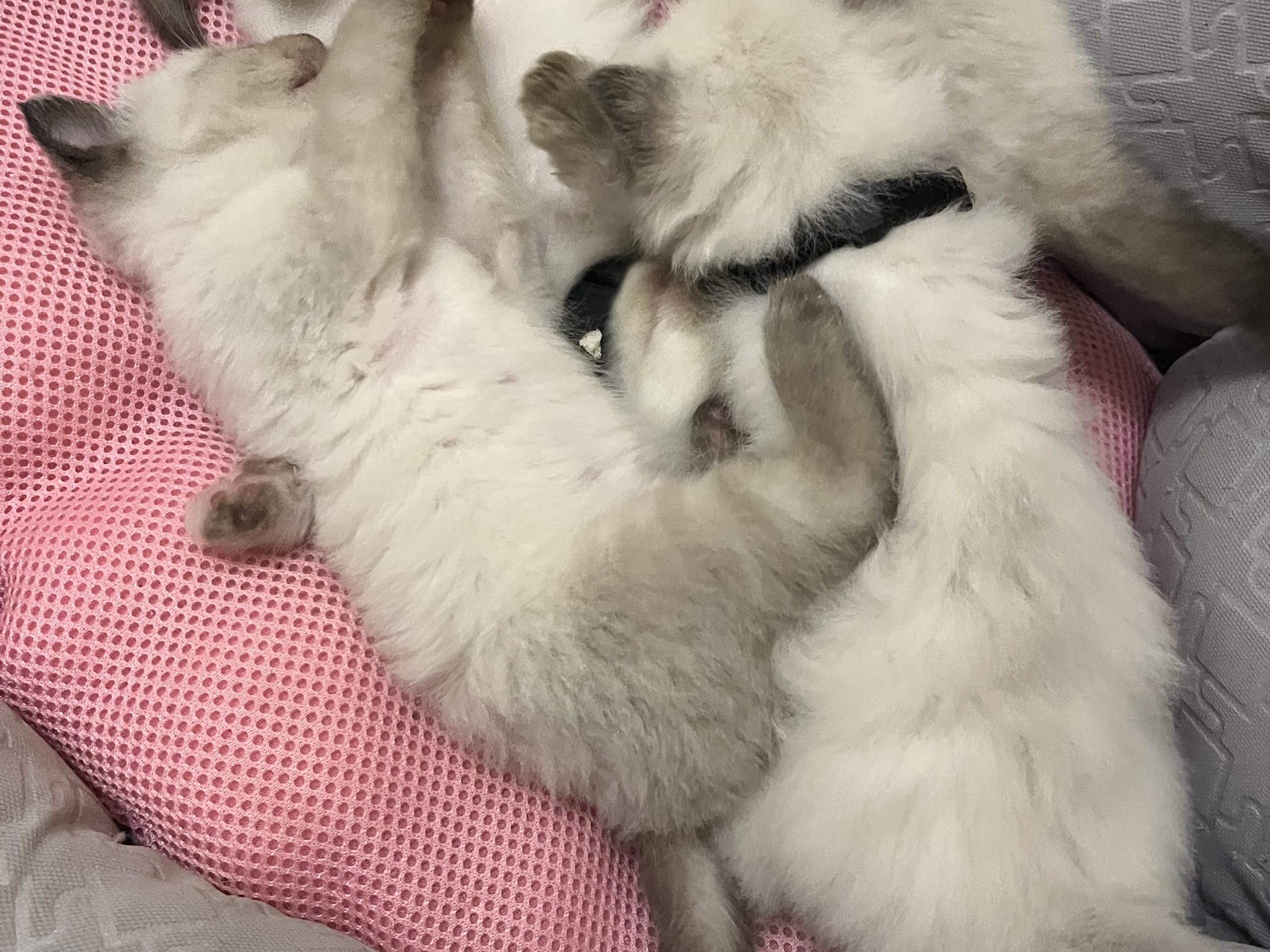 Ragdoll · Flen · Ali M.