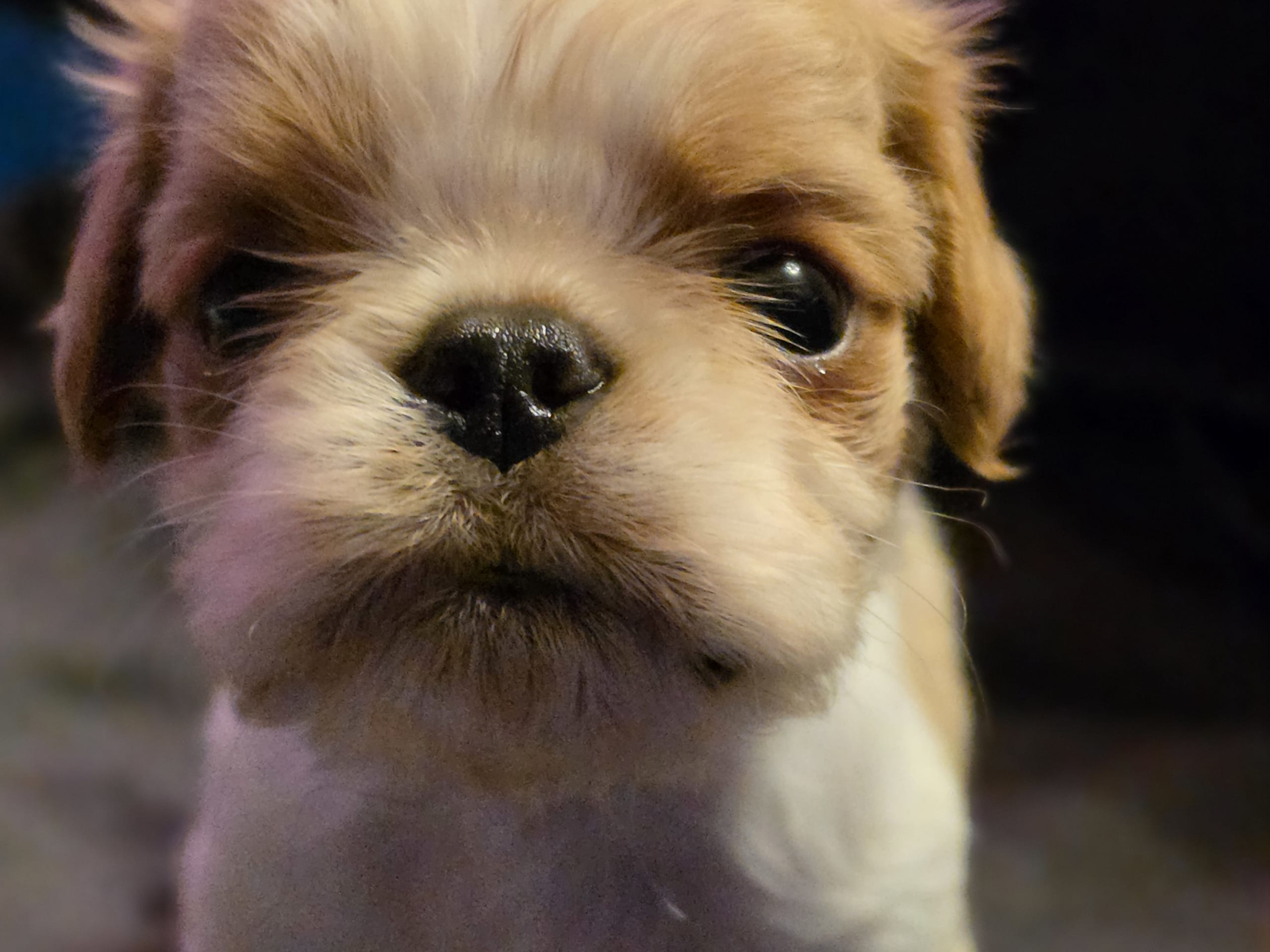 King charles spaniel