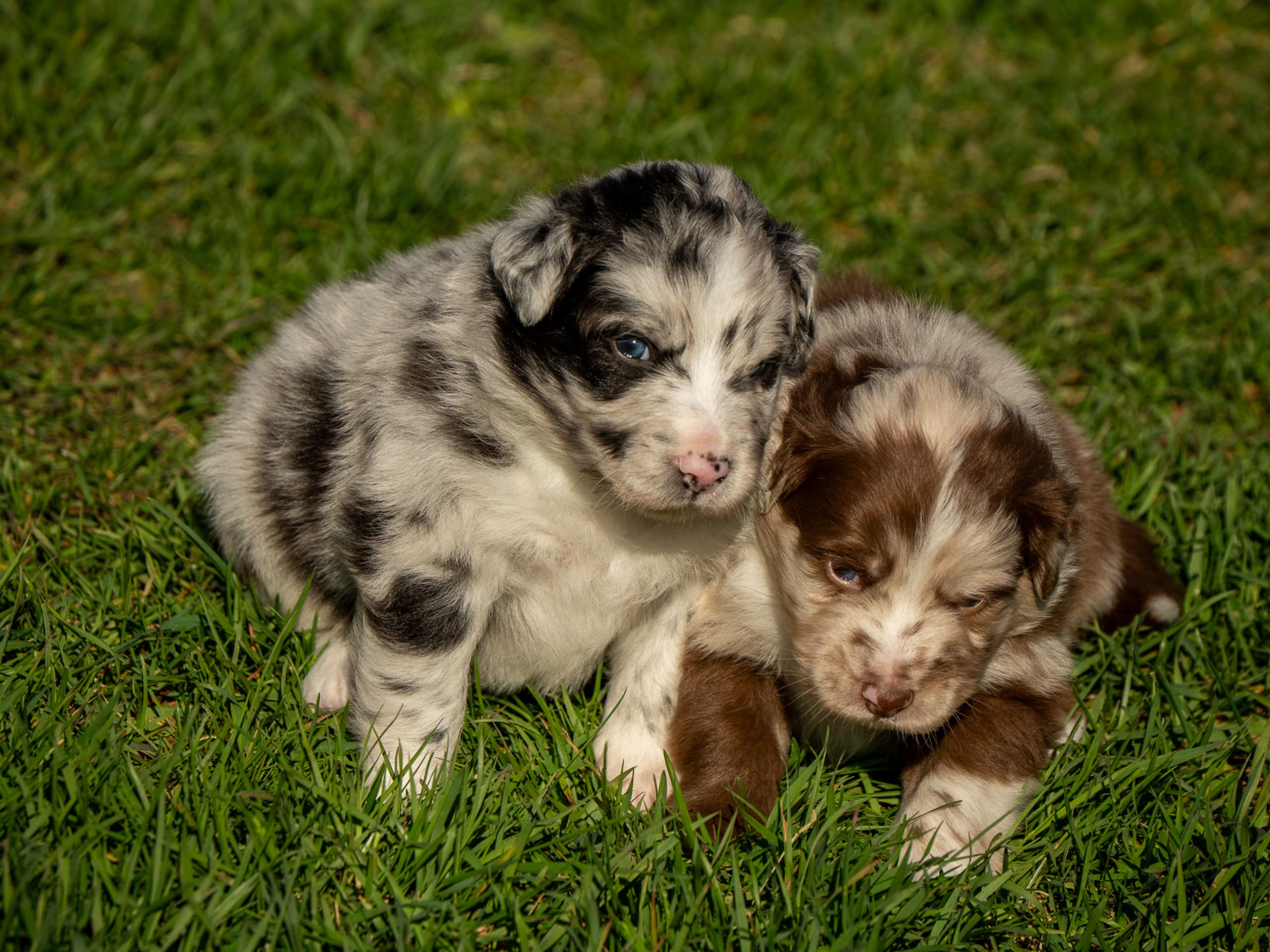 Australian shepherd · Lesjöfors · Maple Force Aussies