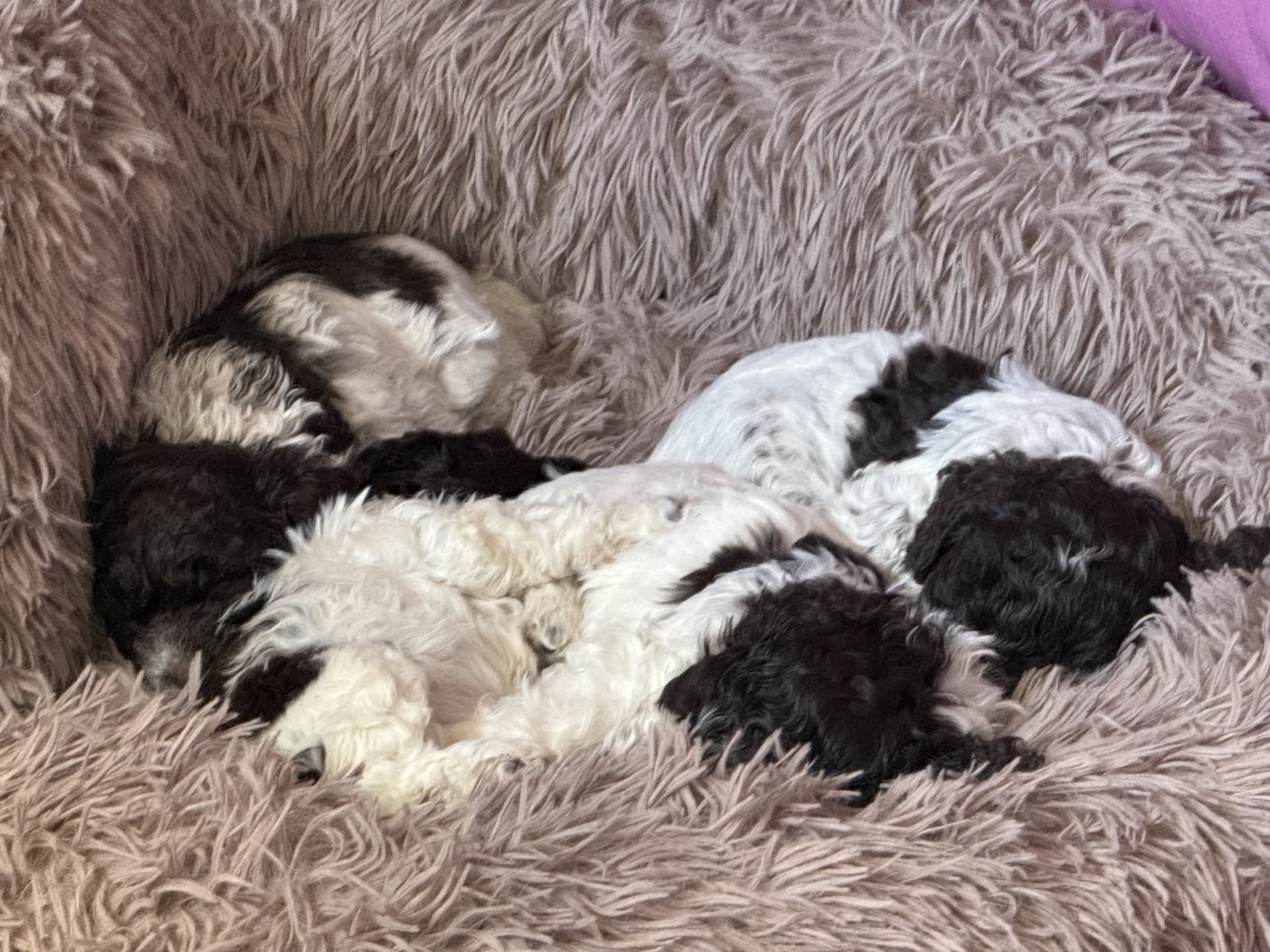 Lagotto romagnolo