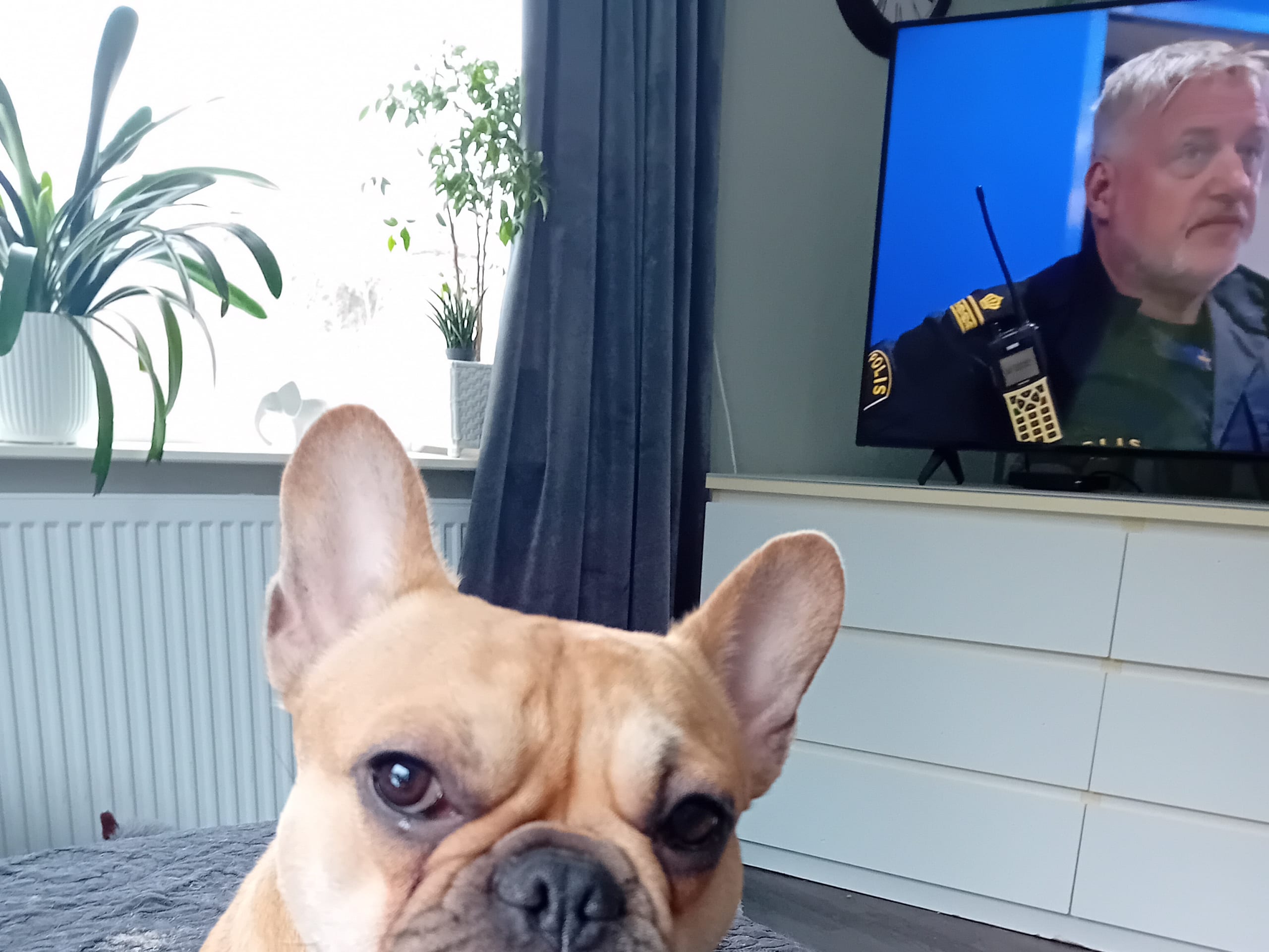 Fransk bulldogg