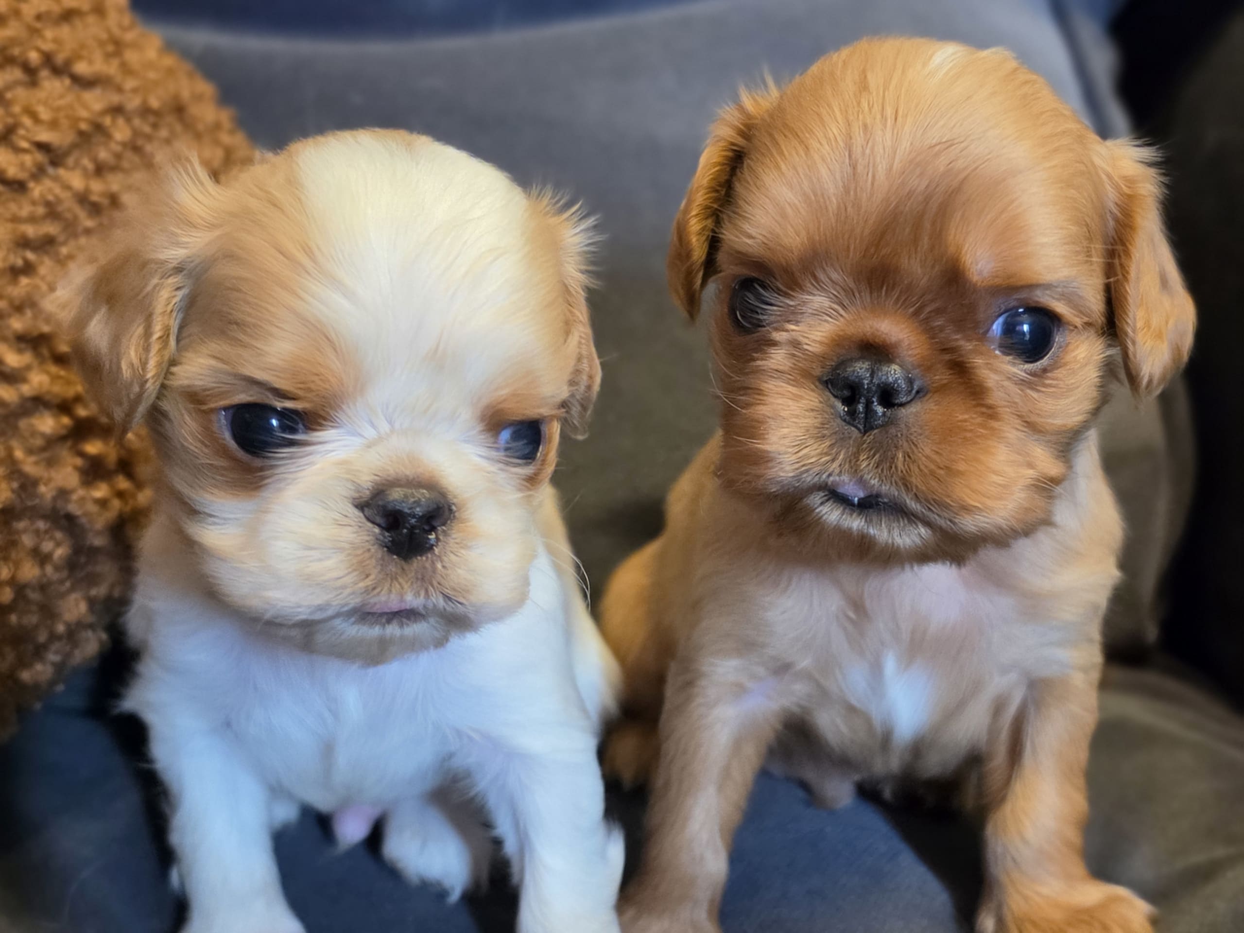 King charles spaniel