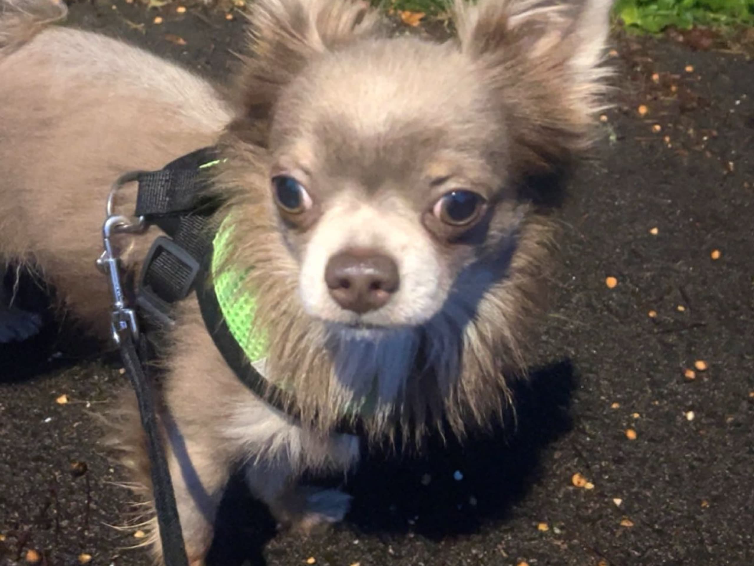Chihuahua · Helsingborg · Milo
