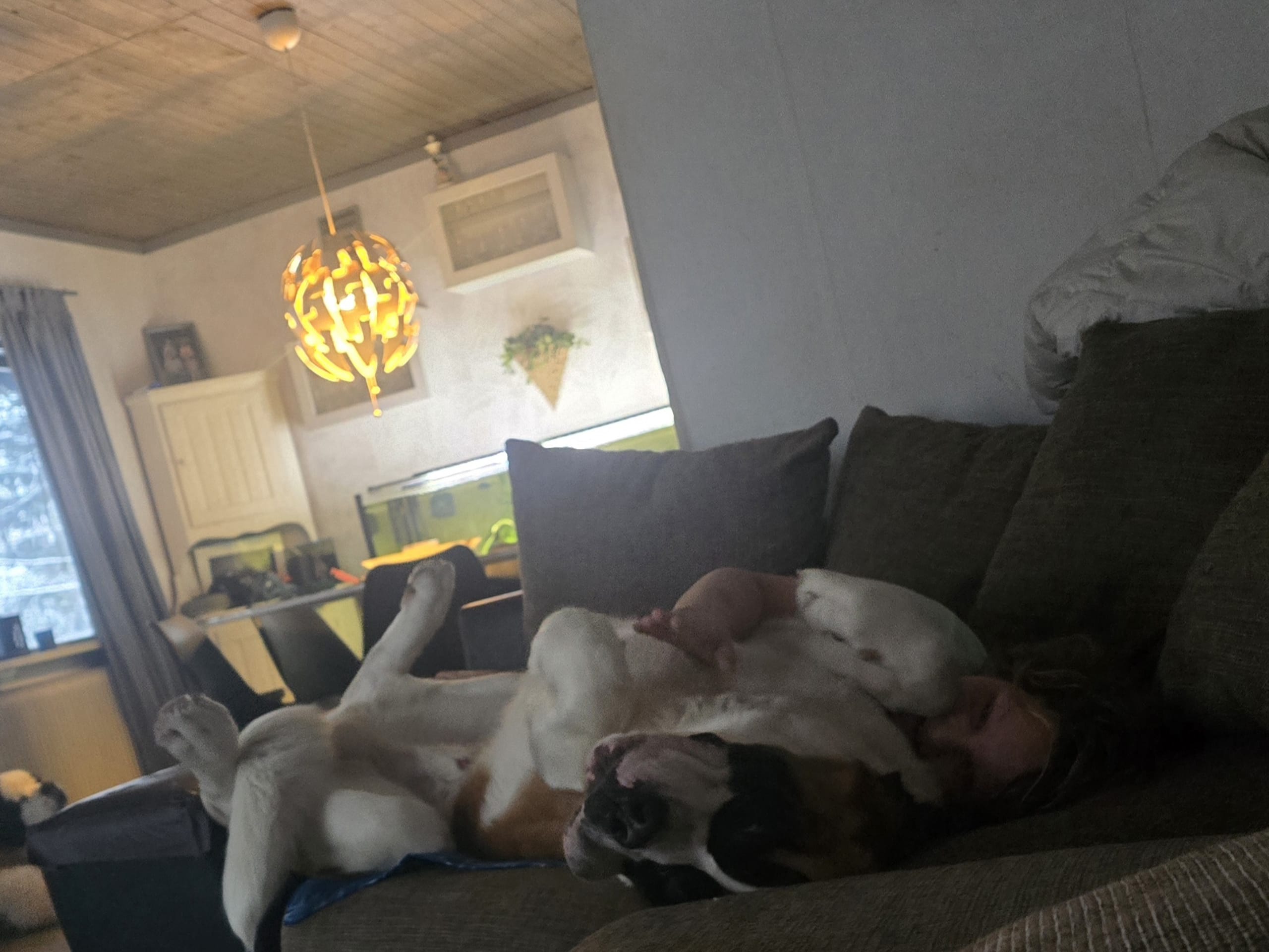 Sankt bernhardshund