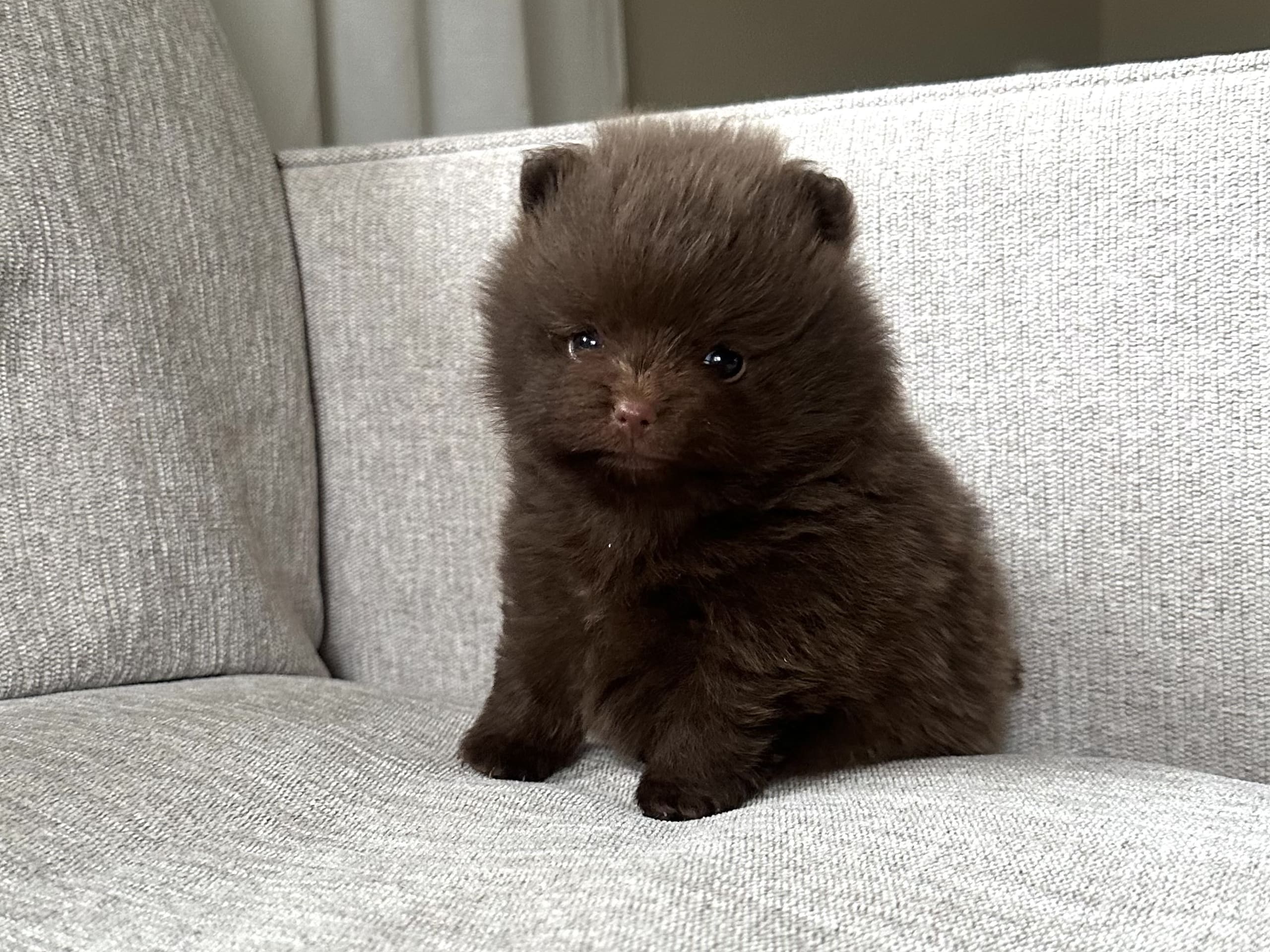 Pomeranian