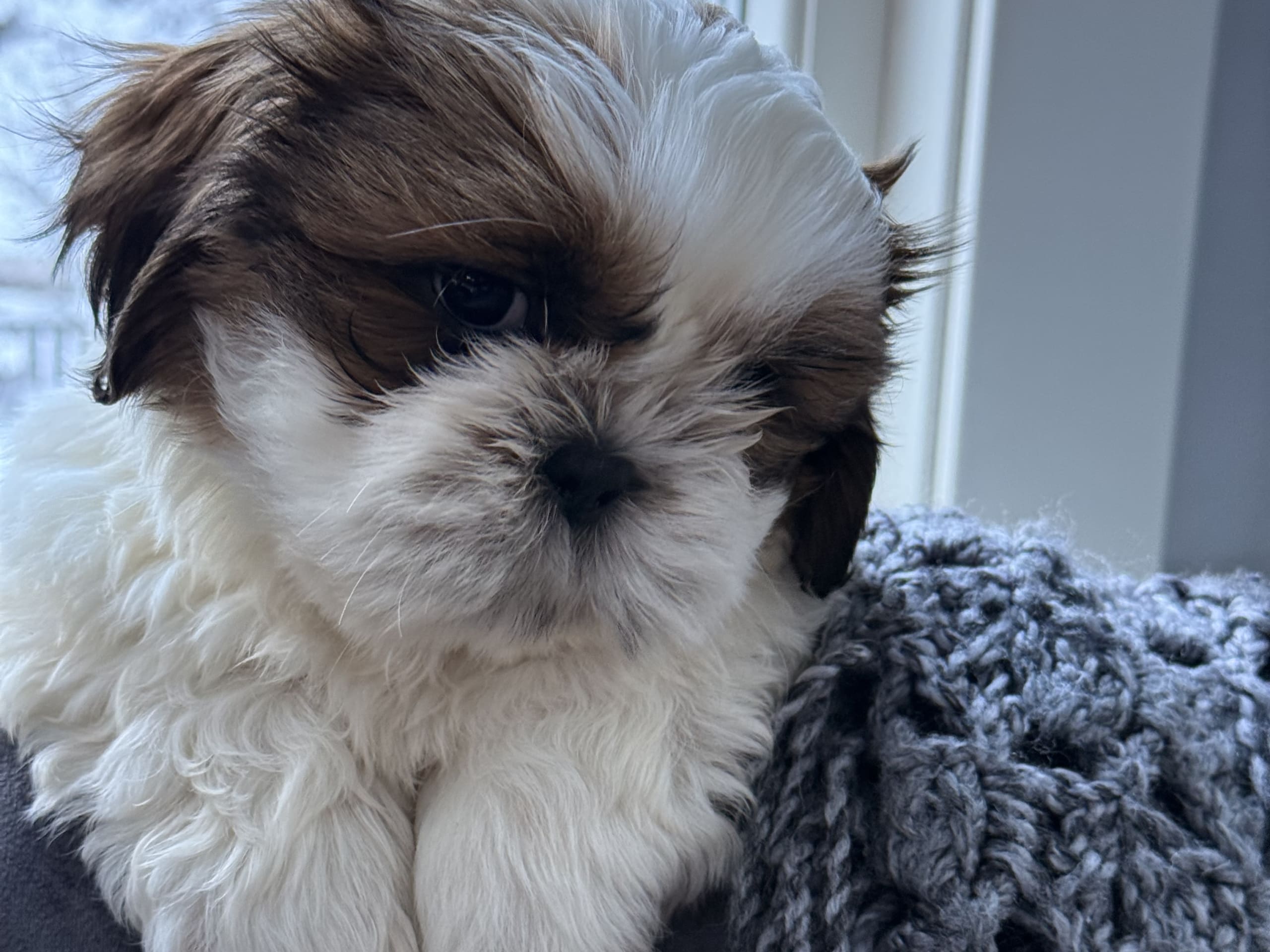 Shih tzu